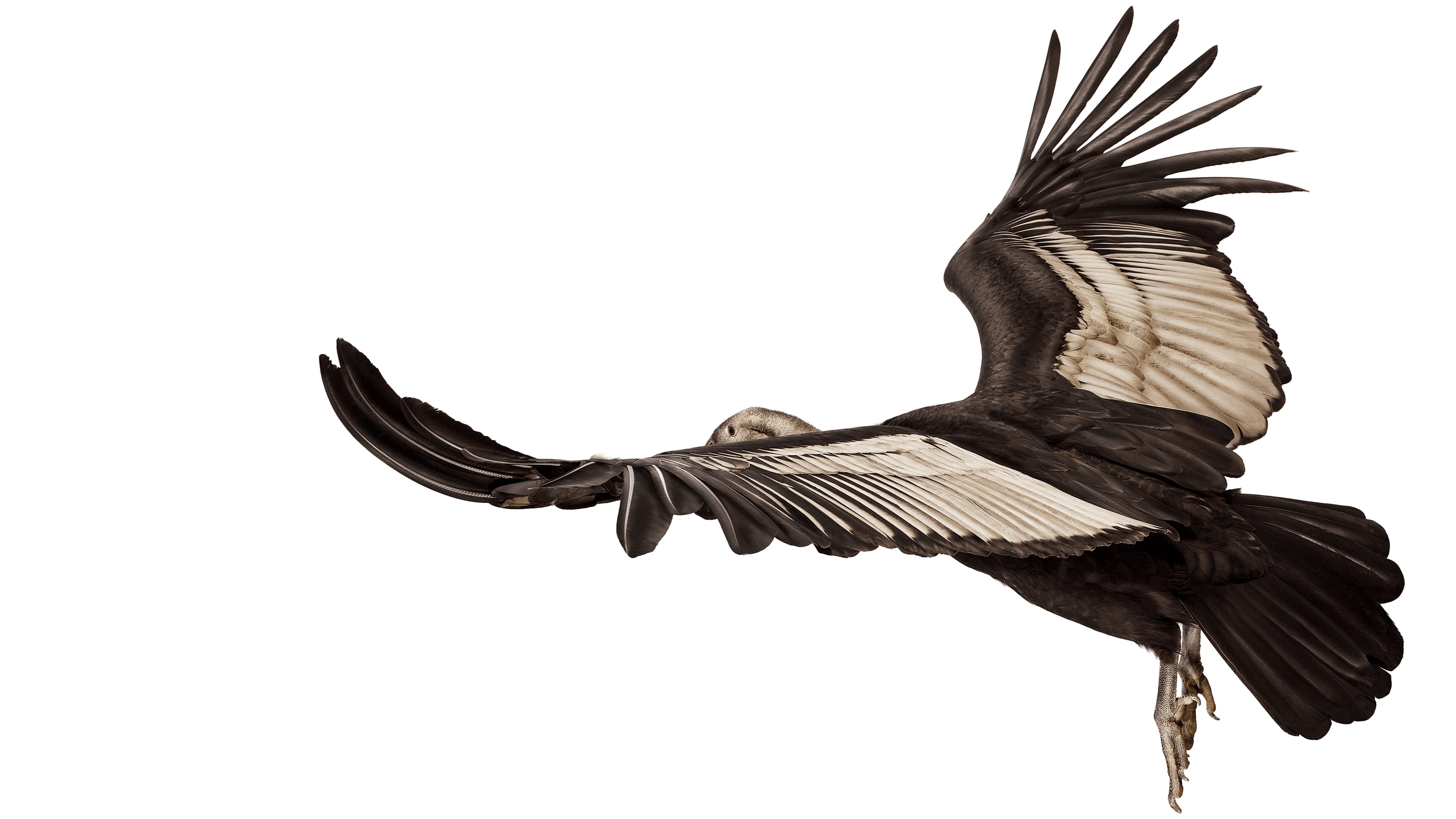 Andrew Zuckerman - Bird - 61