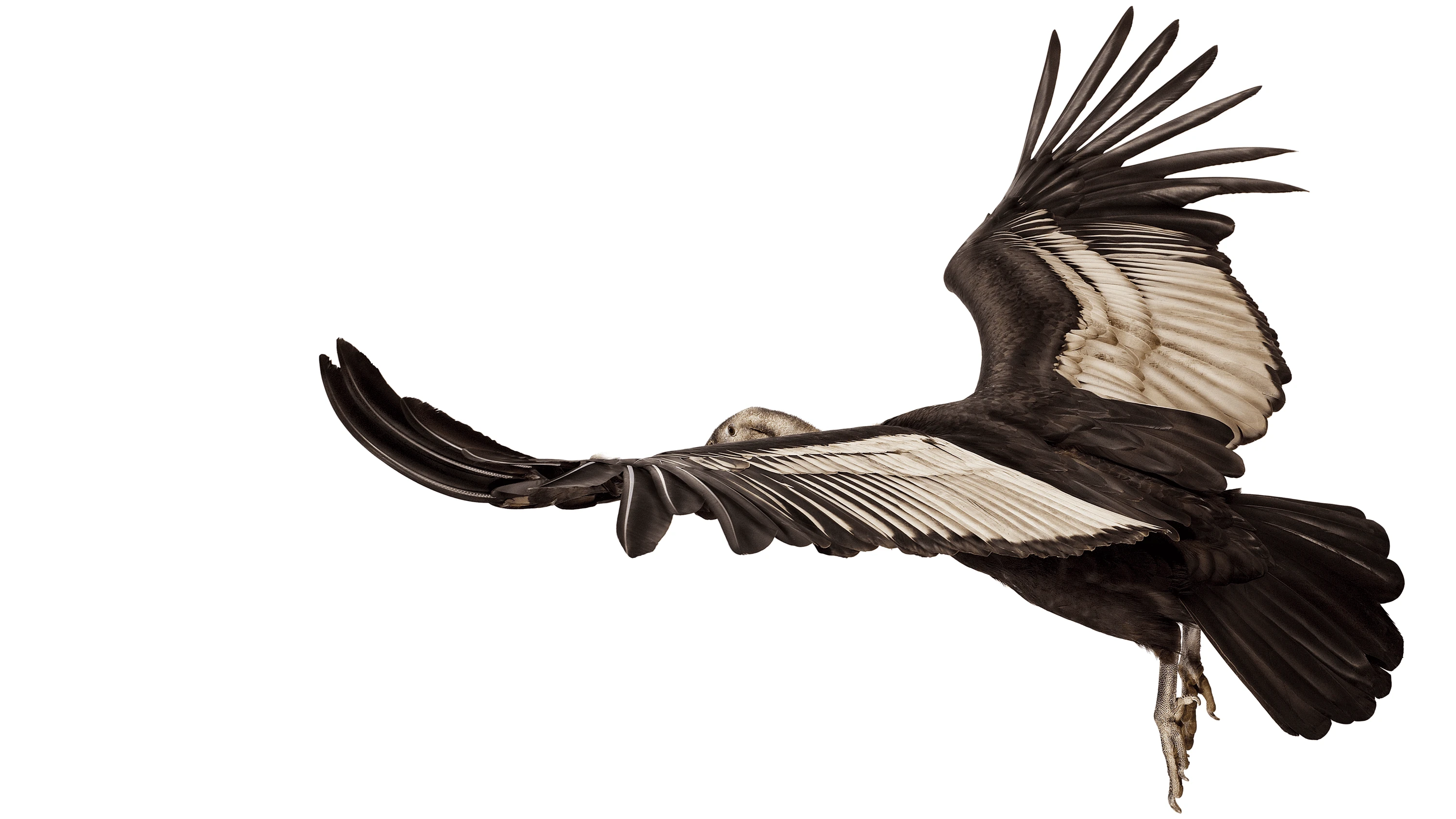 Andrew Zuckerman - Bird - 61