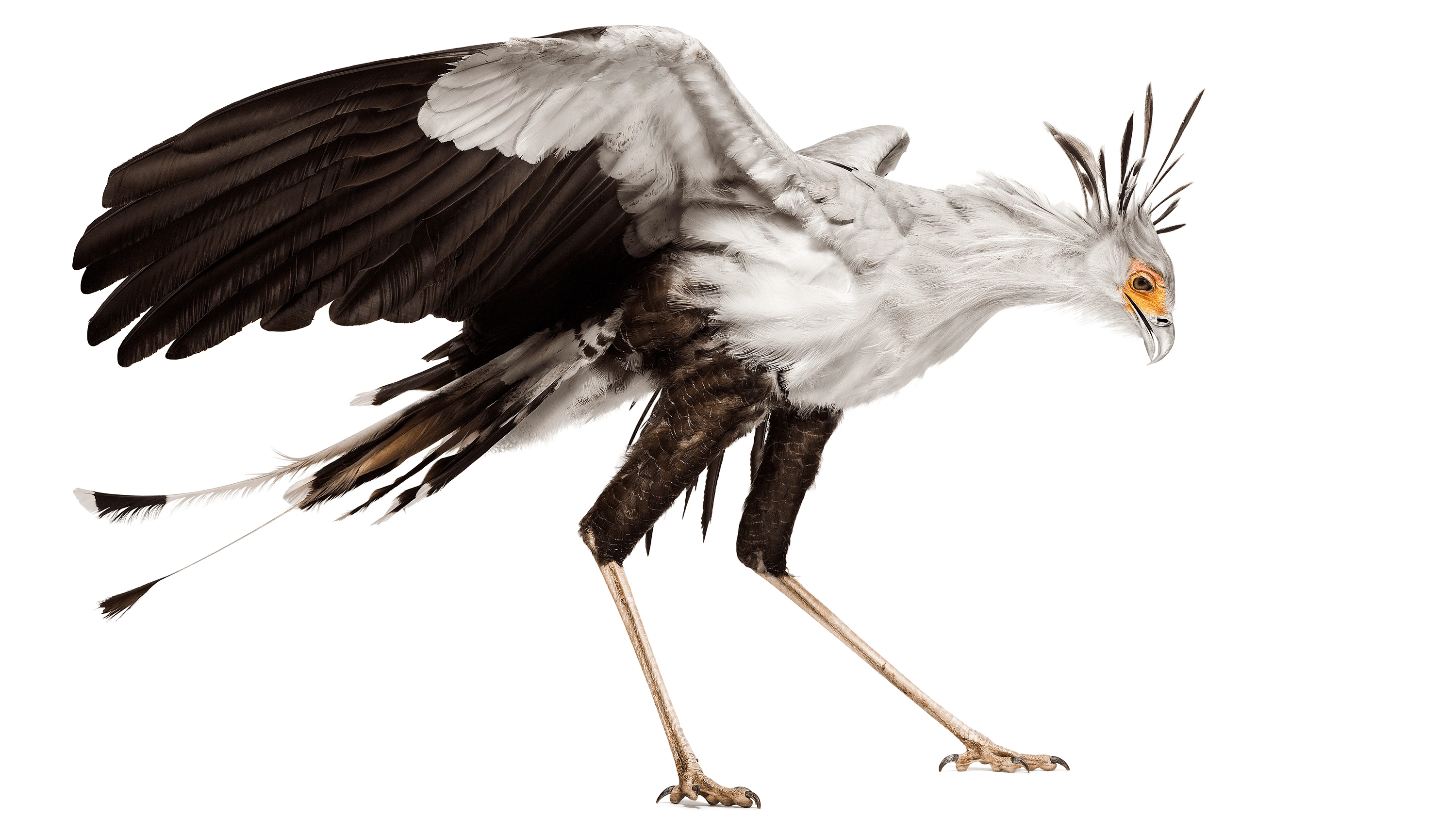 Andrew Zuckerman - Bird - 57