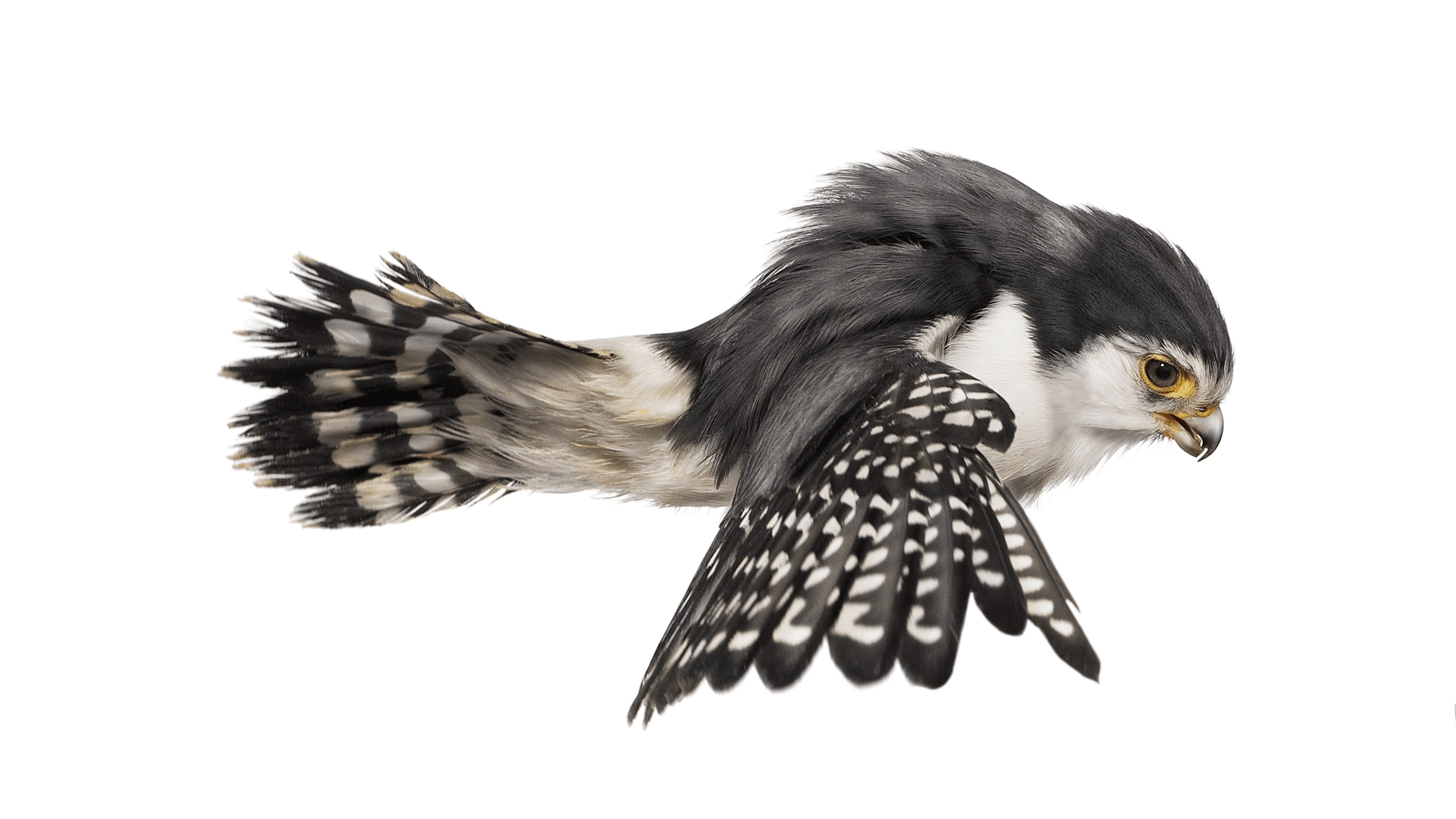 Andrew Zuckerman - Bird - 53