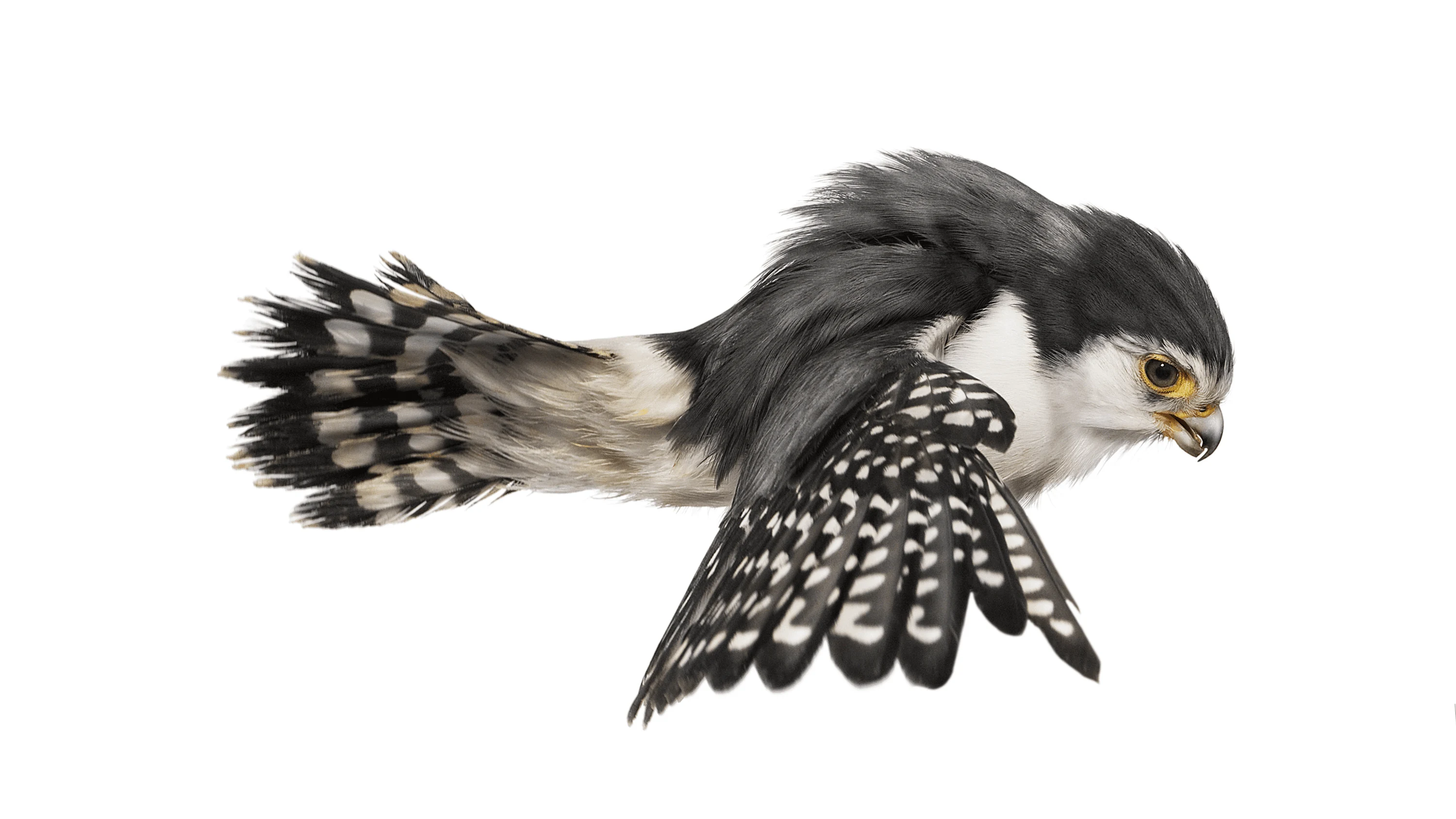 Andrew Zuckerman - Bird - 53