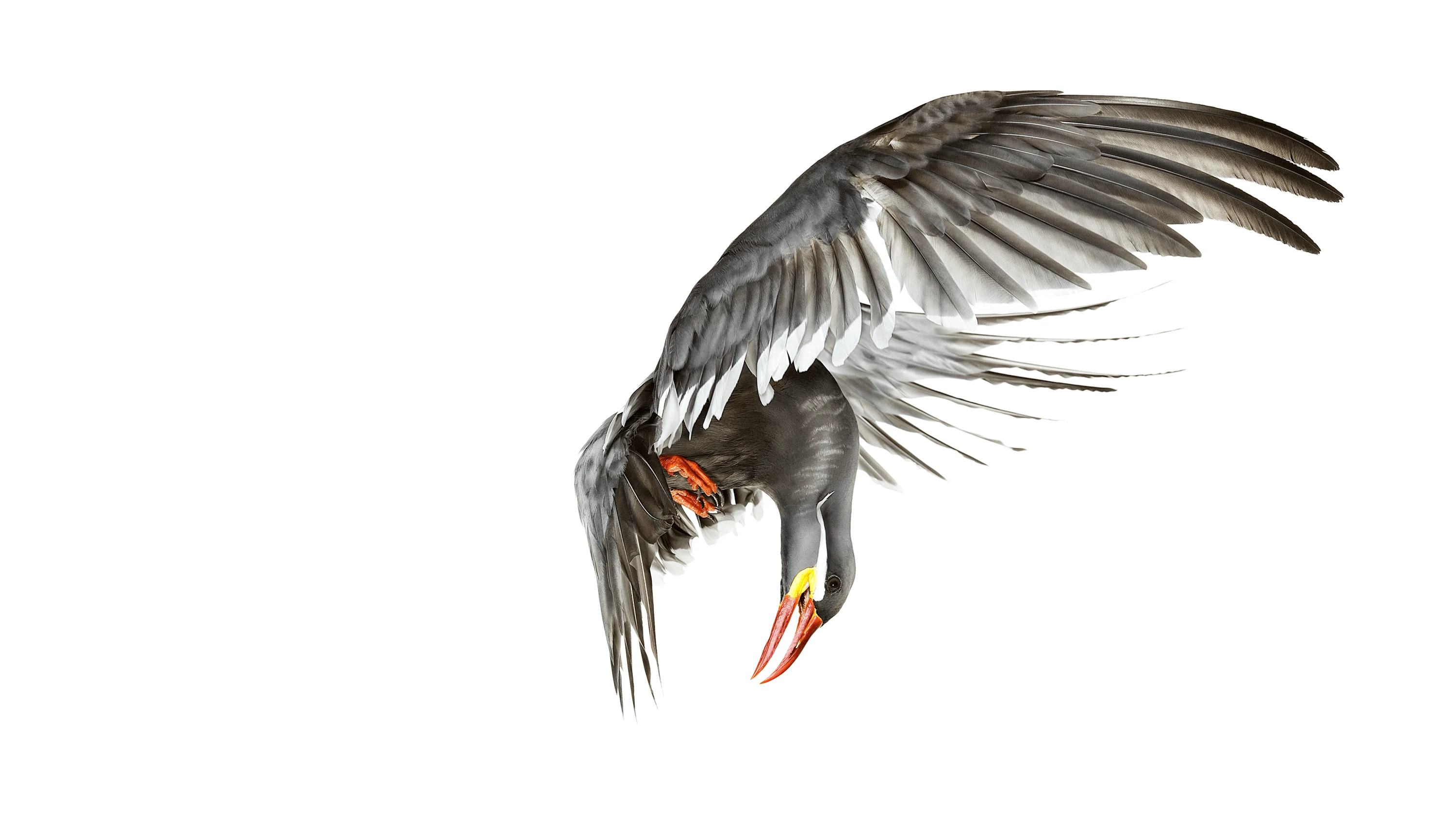 Andrew Zuckerman - Bird - 62