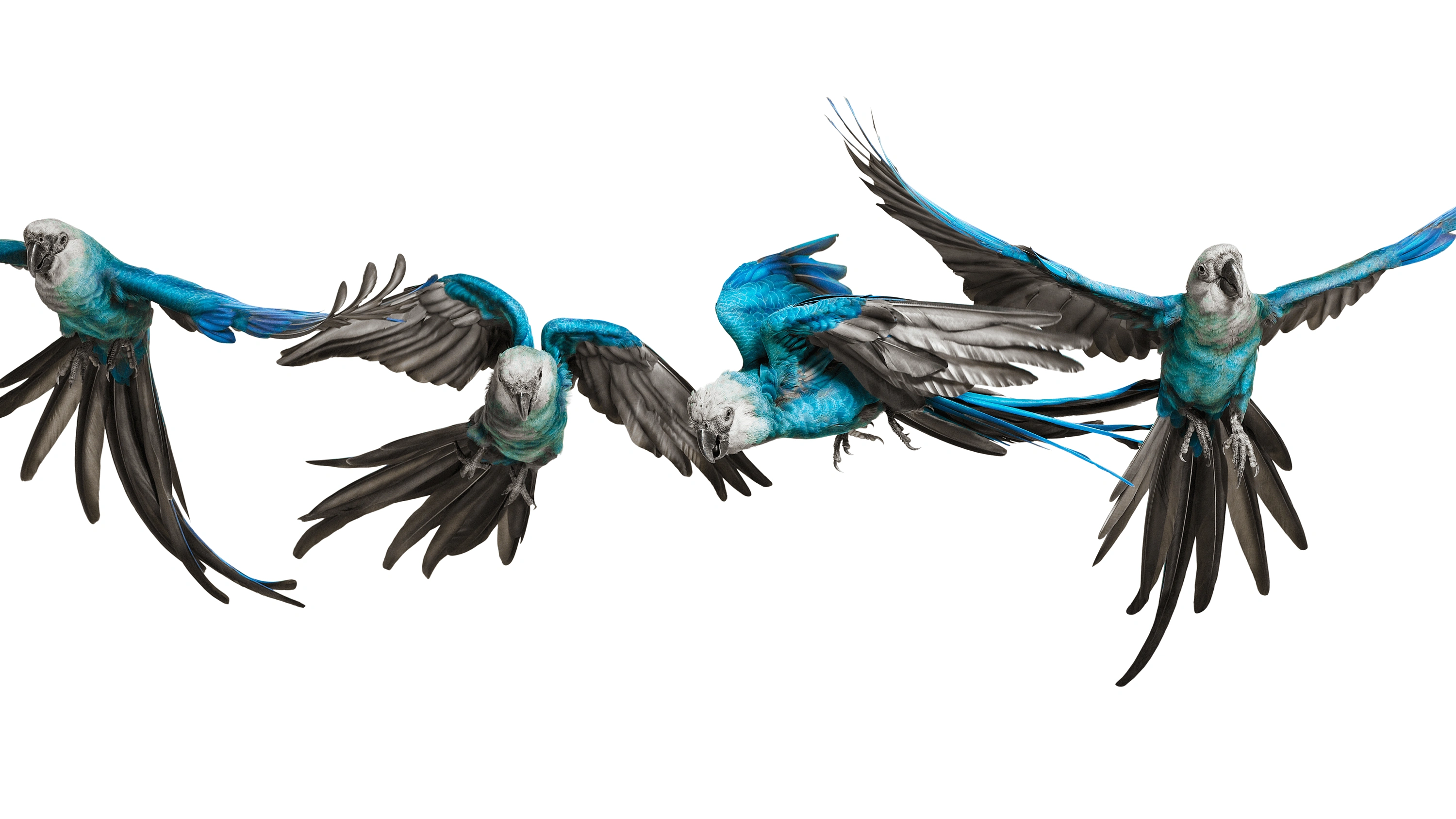 Andrew Zuckerman - Bird - 58