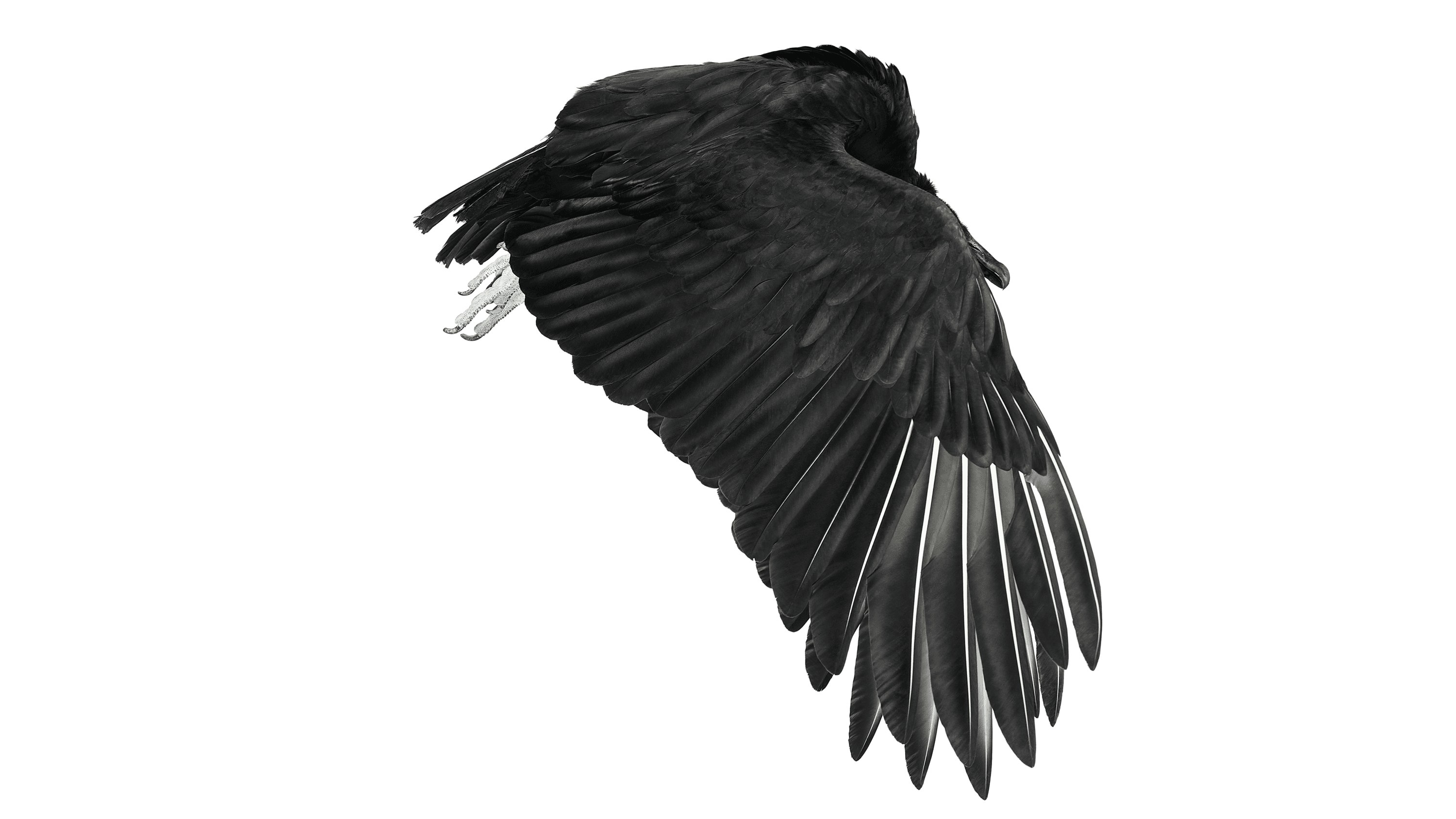 Andrew Zuckerman - Bird - 41