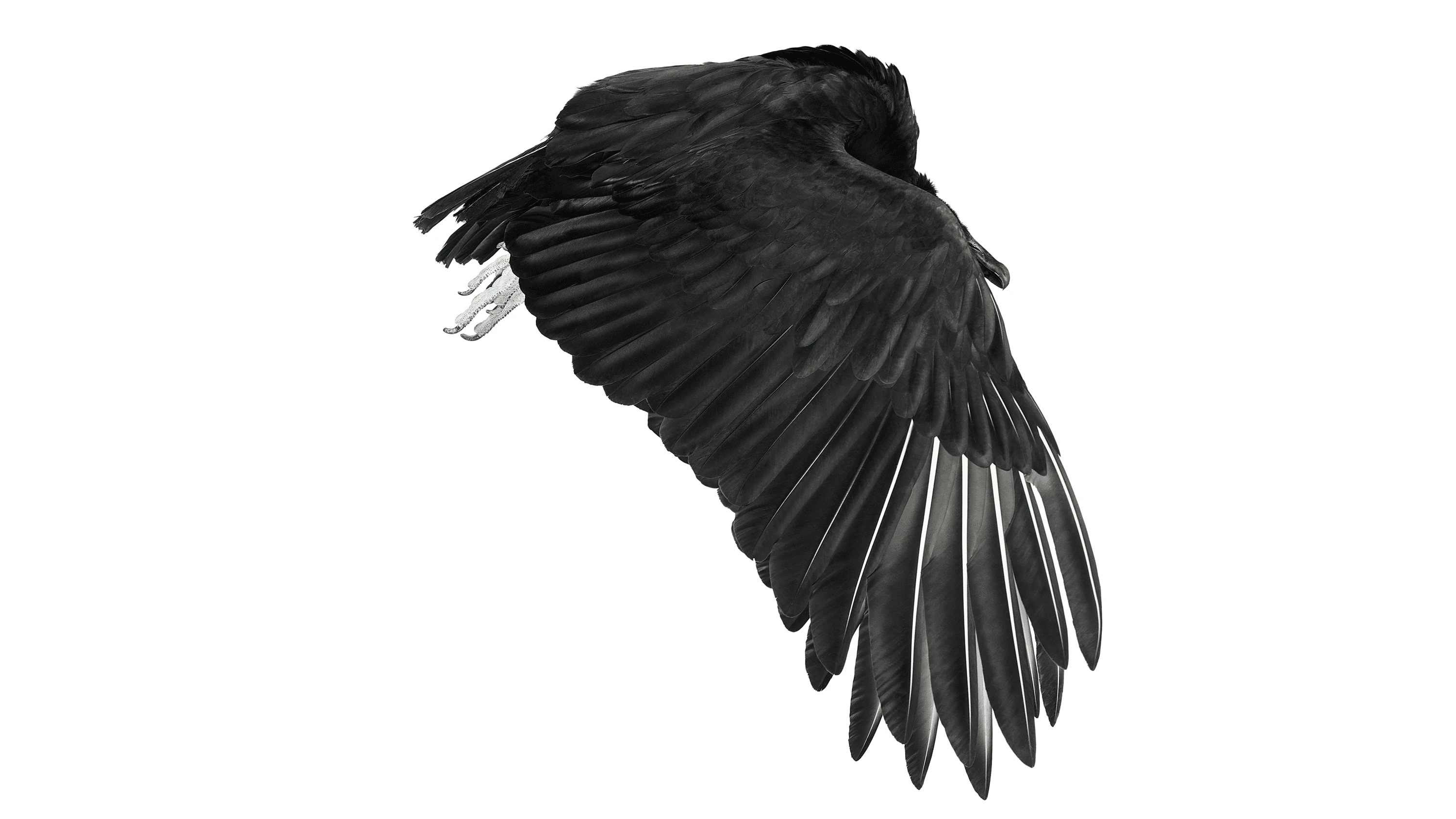 Andrew Zuckerman - Bird - 41