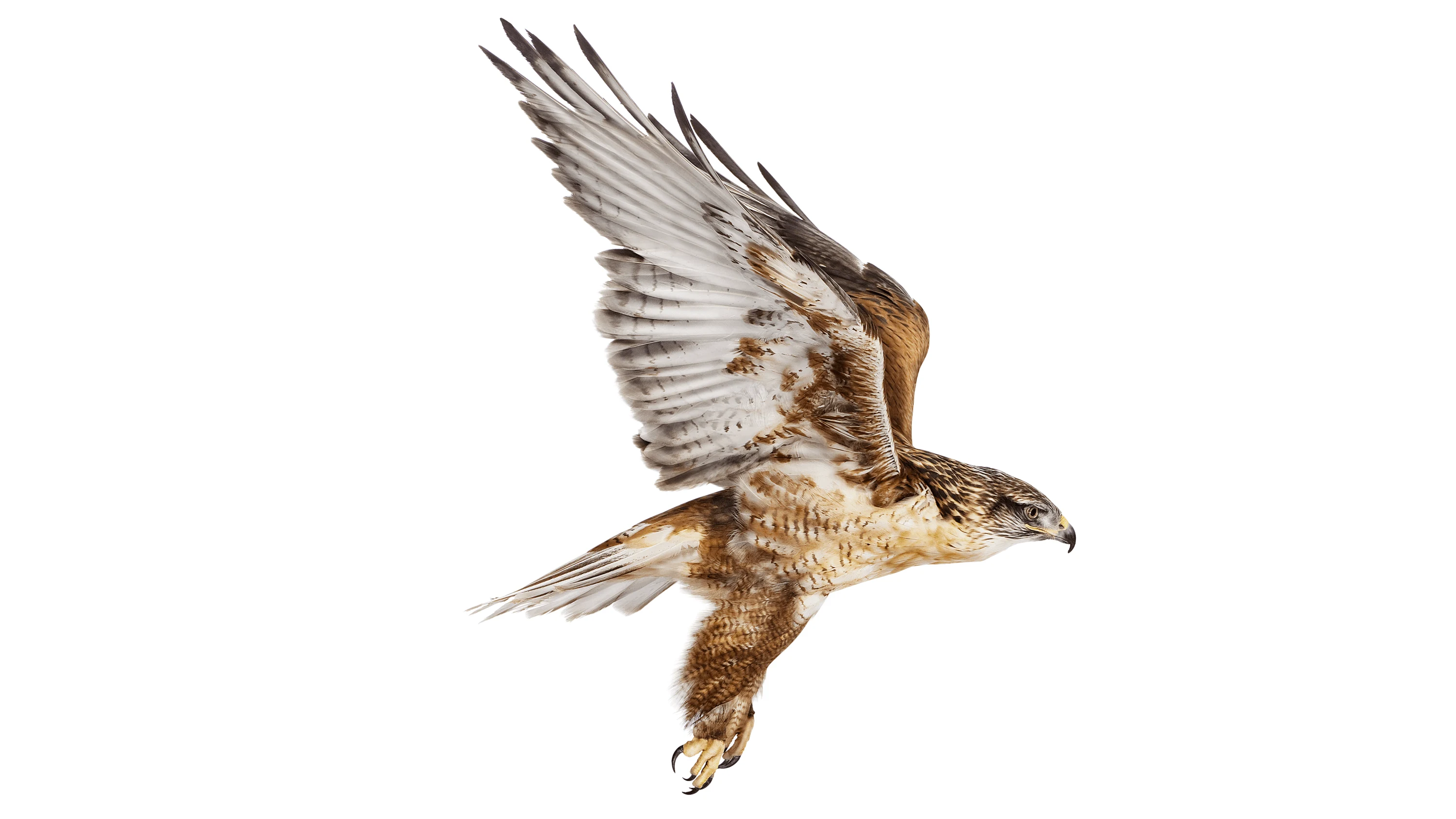 Andrew Zuckerman - Bird - 7