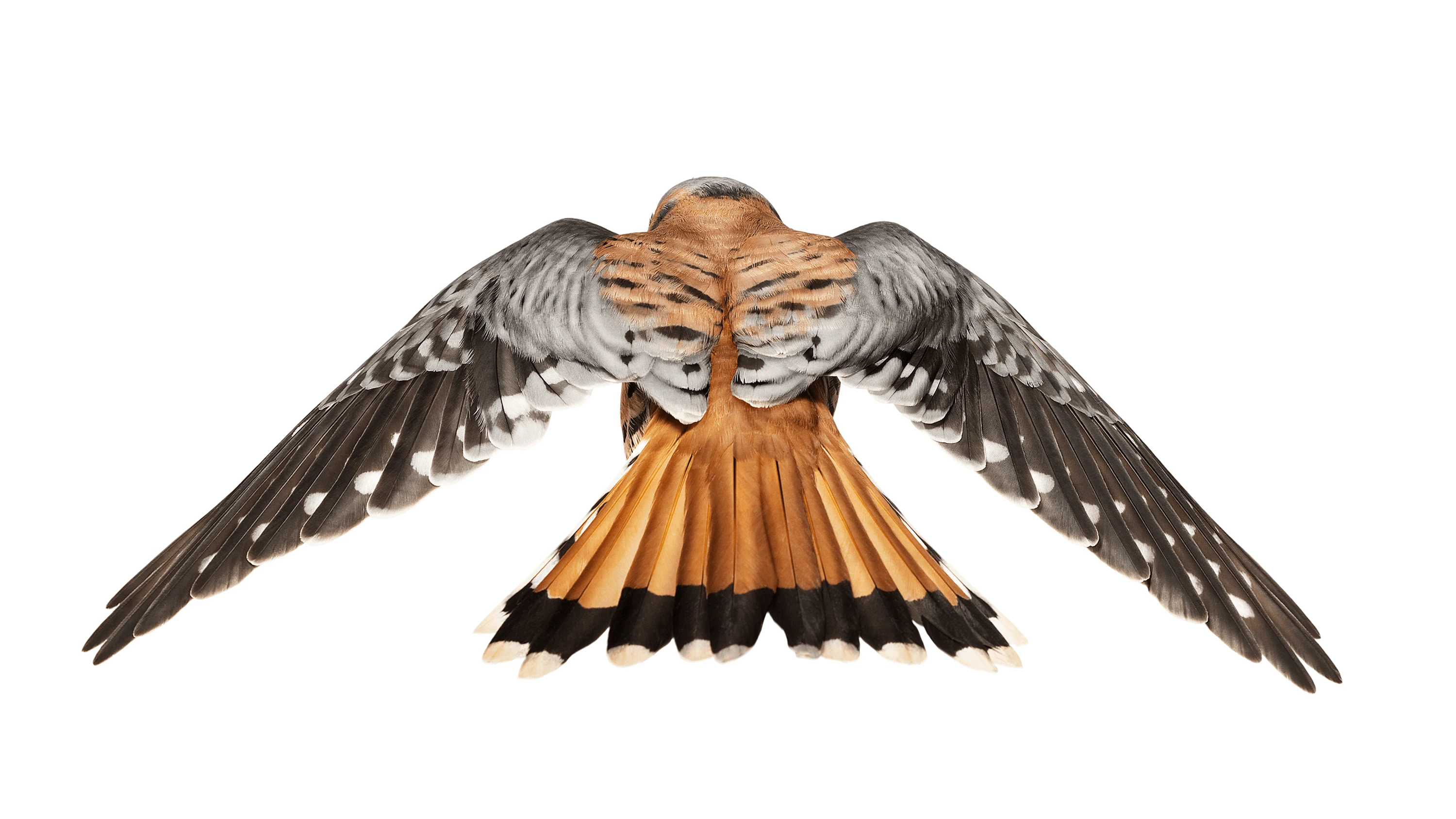 Andrew Zuckerman - Bird - 50