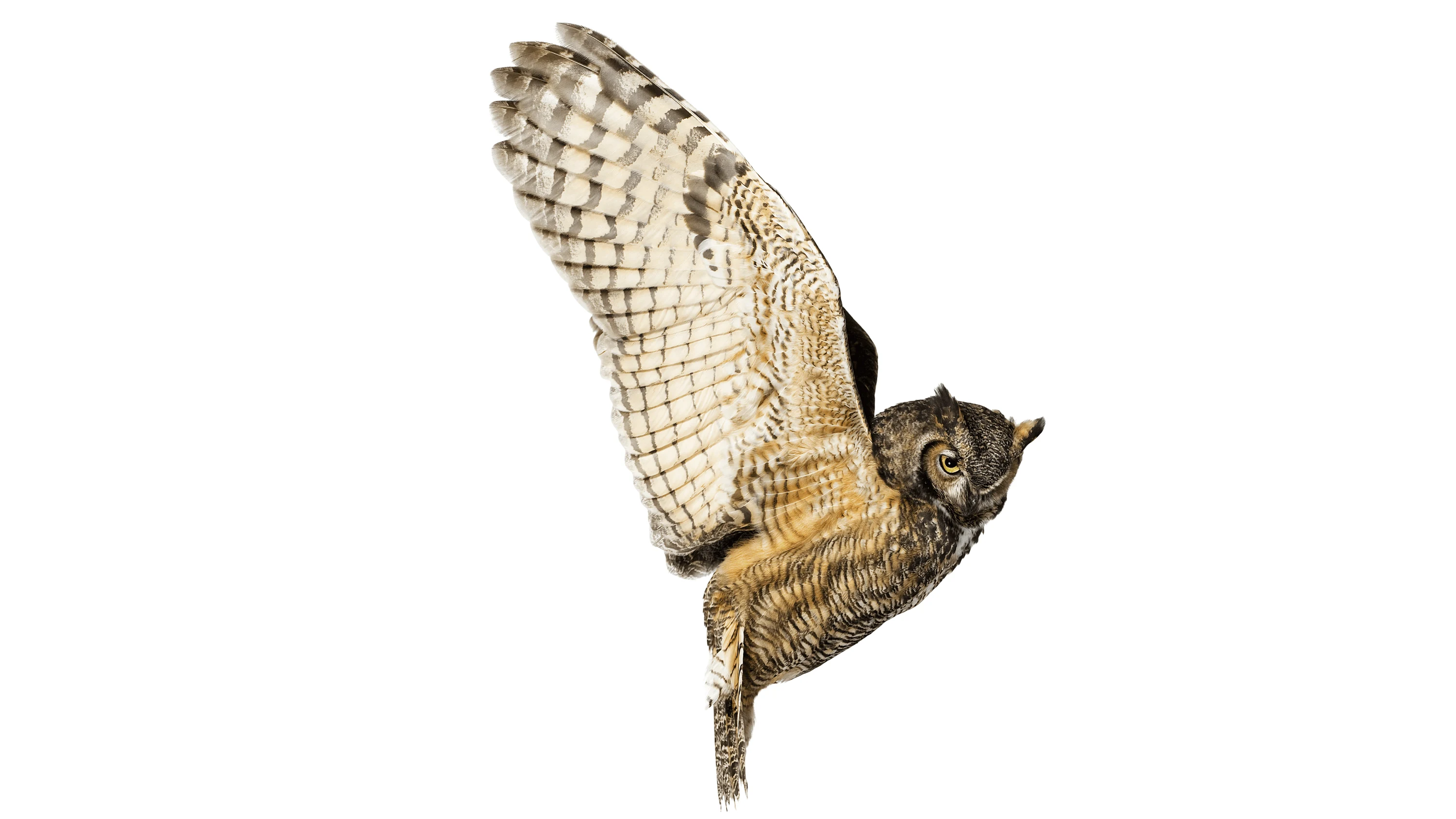 Andrew Zuckerman - Bird - 60