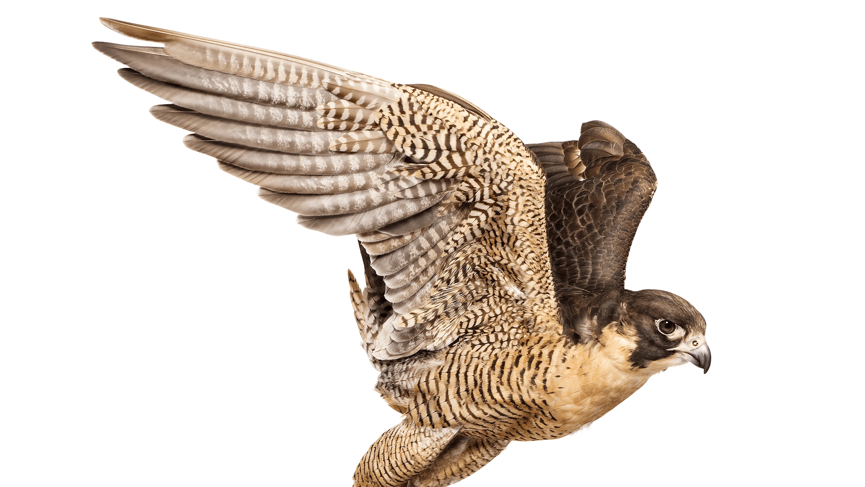 Andrew Zuckerman - Bird - 56