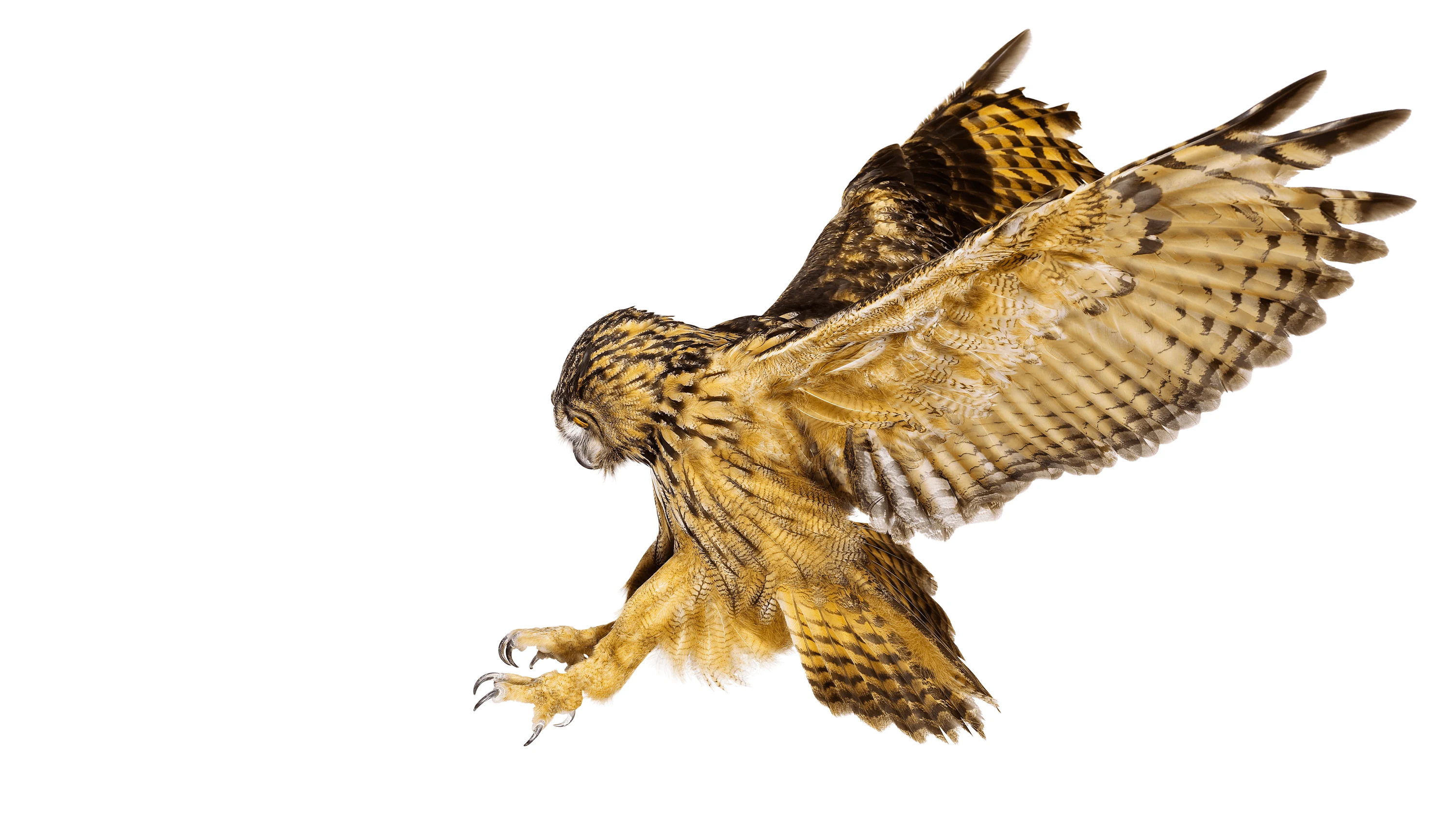 Andrew Zuckerman - Bird - 59