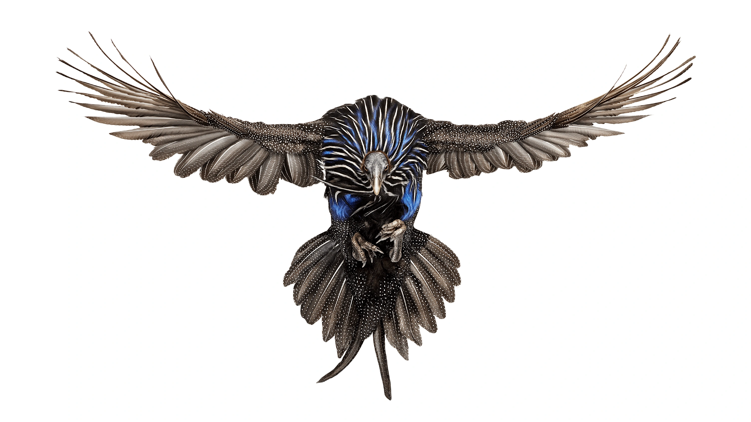 Andrew Zuckerman - Bird - 45