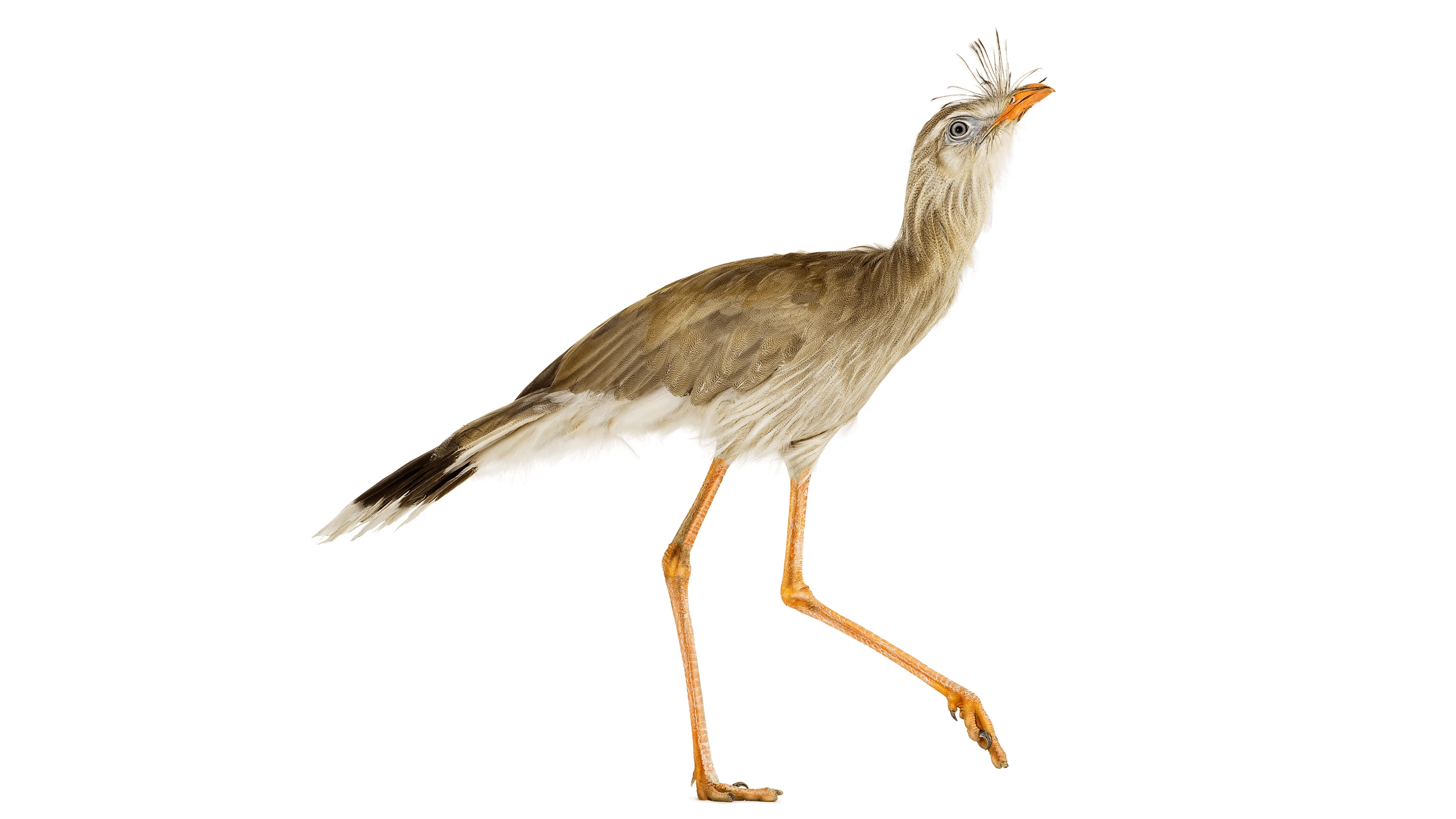 Andrew Zuckerman - Bird - 51