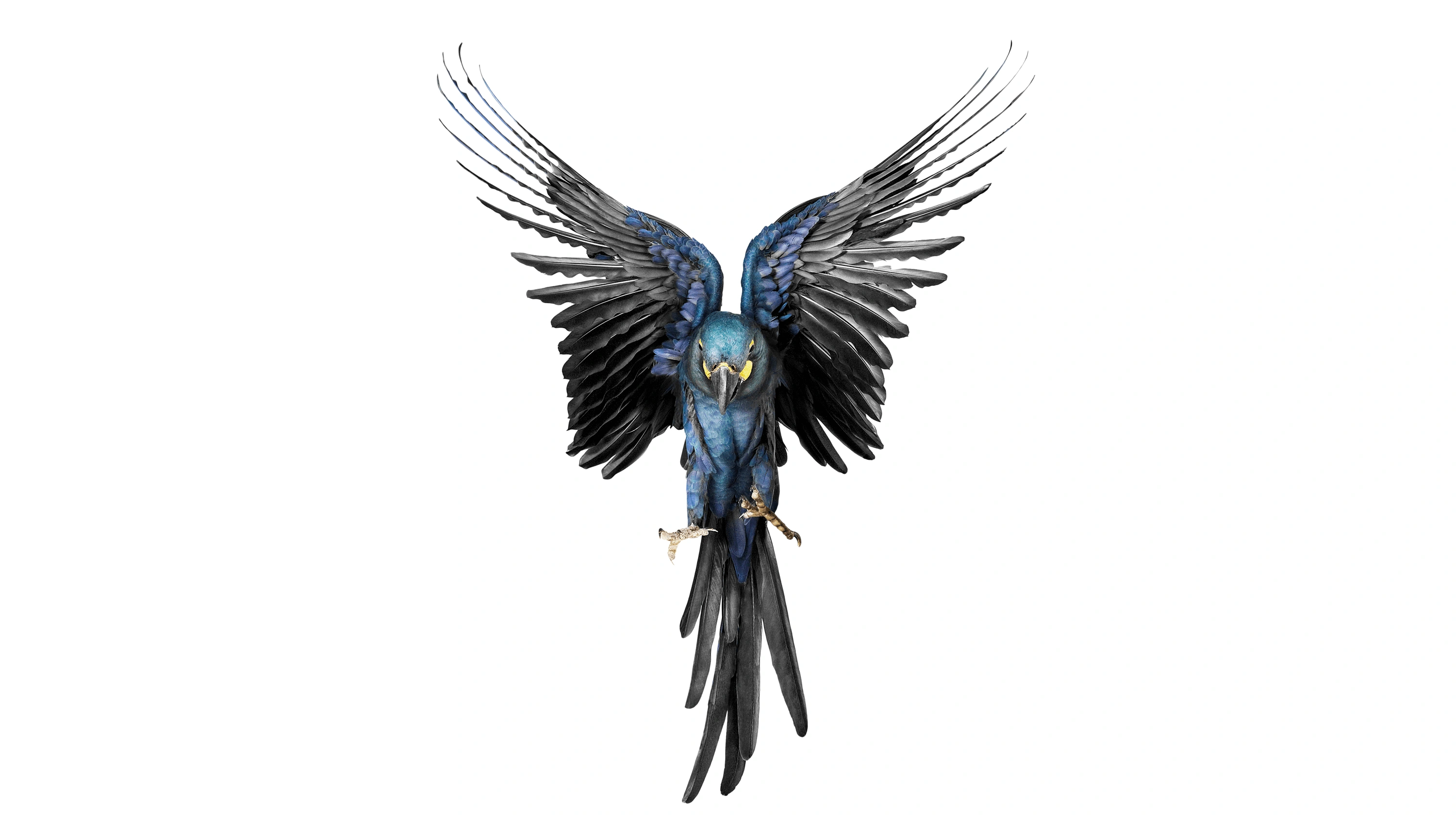 Andrew Zuckerman - Bird - 55