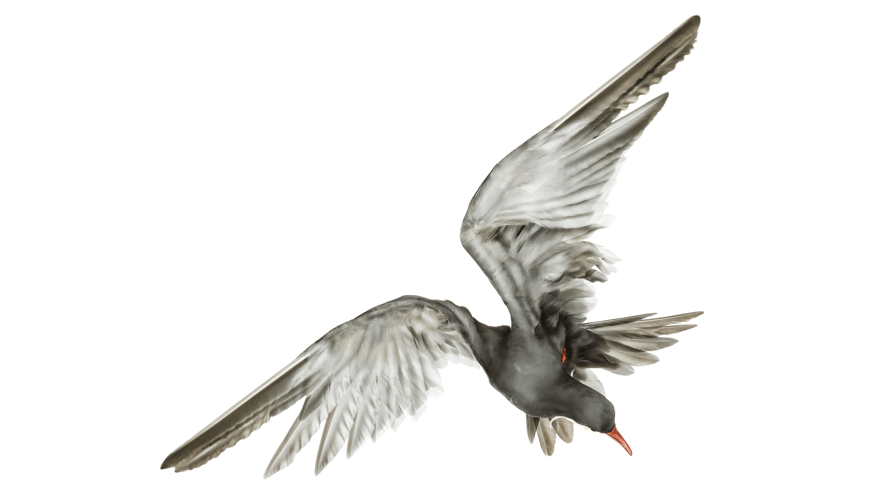 Andrew Zuckerman - Bird - 49