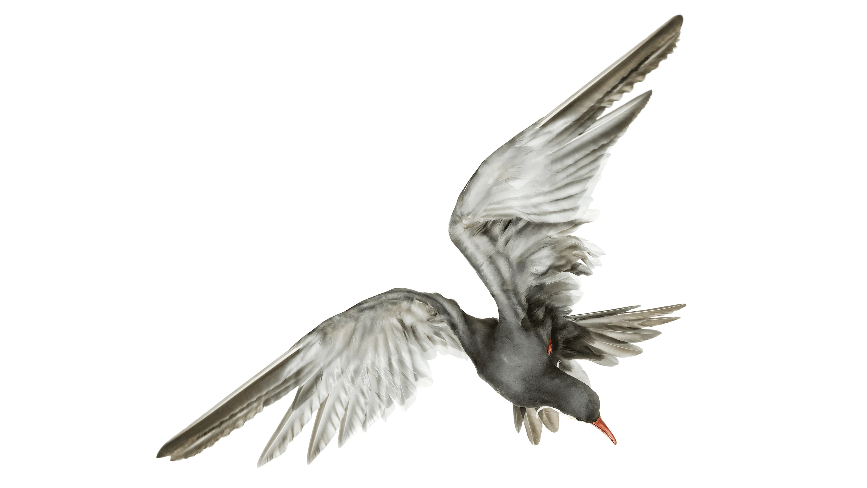 Andrew Zuckerman - Bird - 49