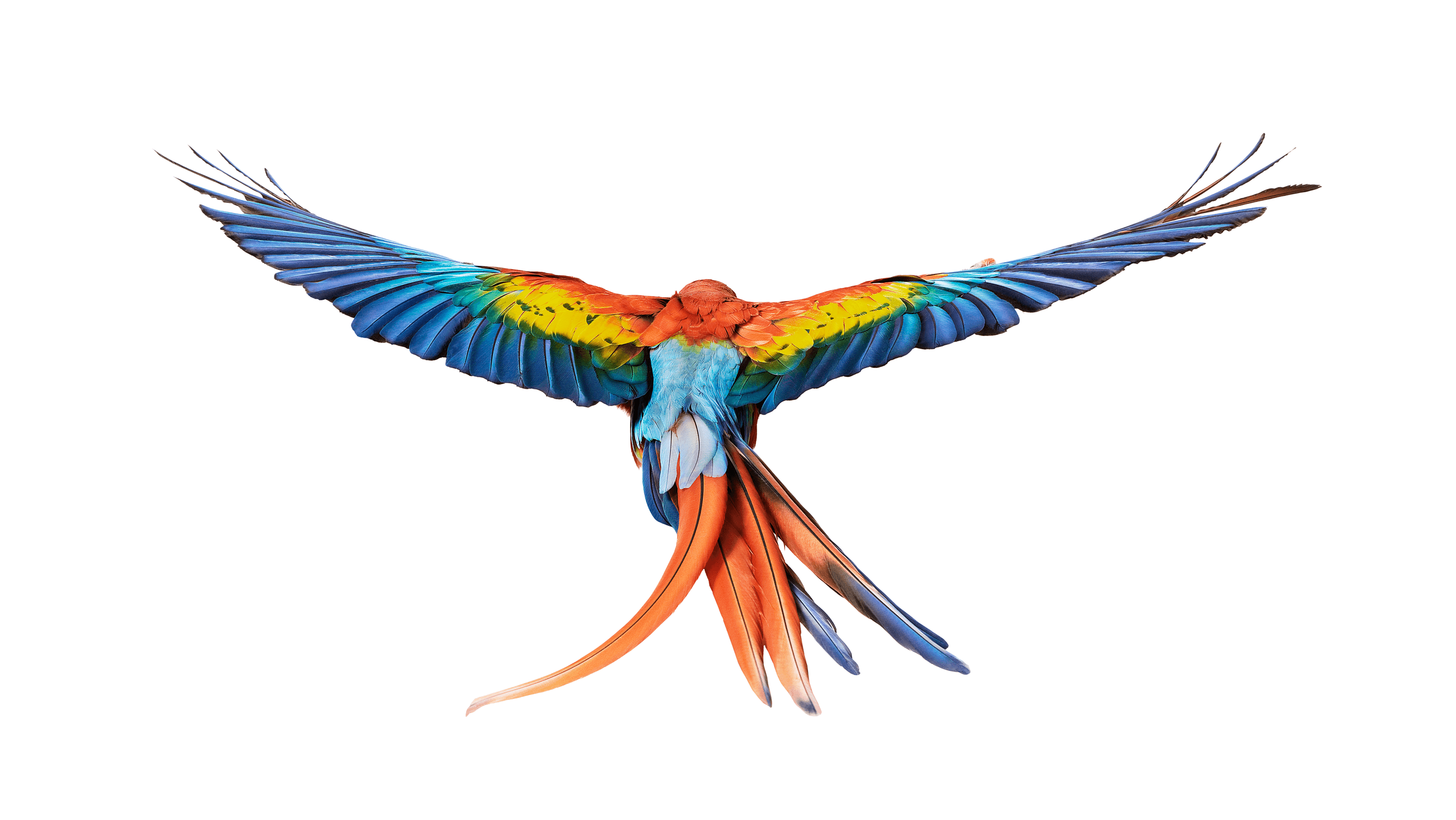 Andrew Zuckerman - Bird - 46