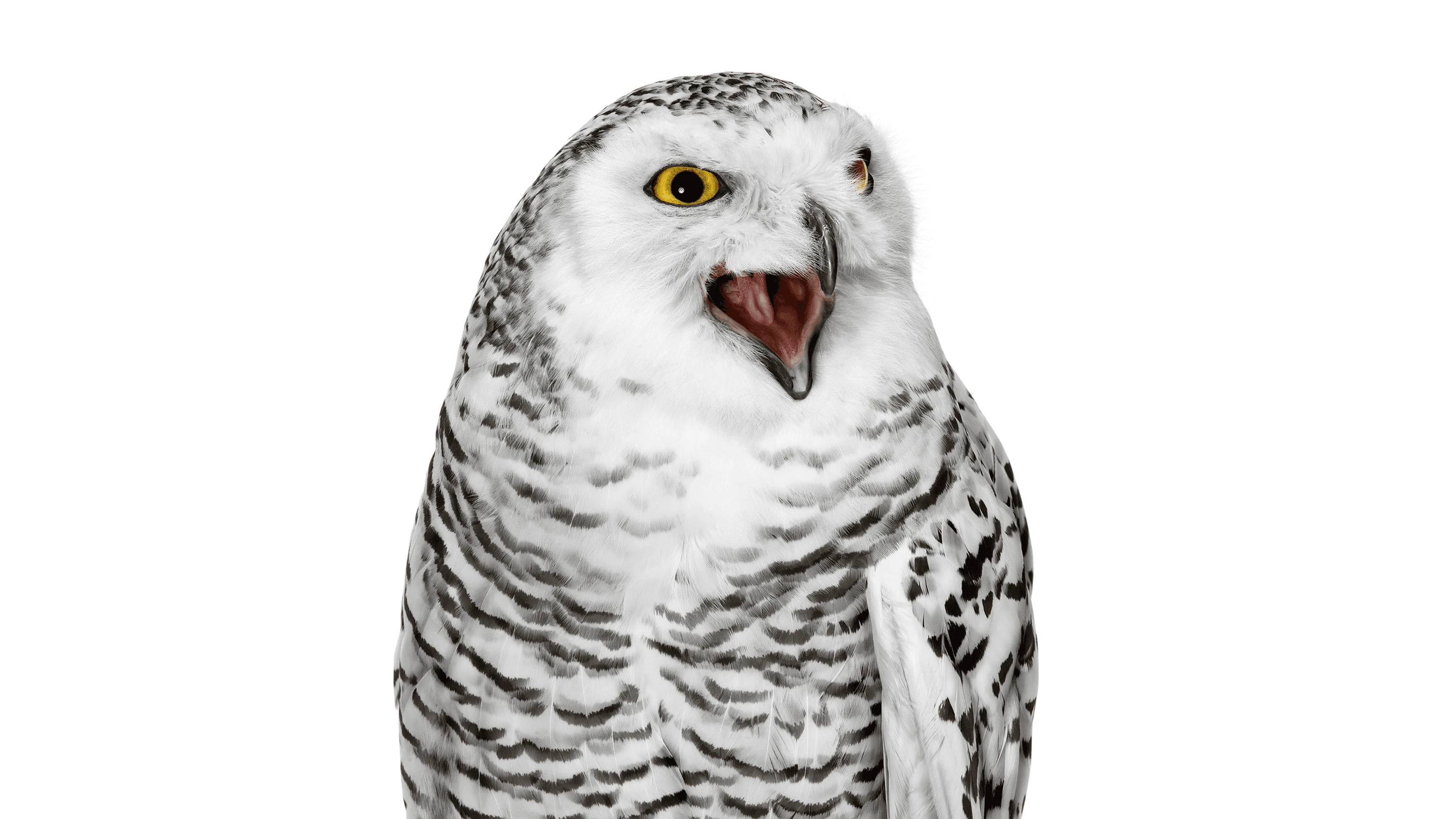 Andrew Zuckerman - Bird - 8