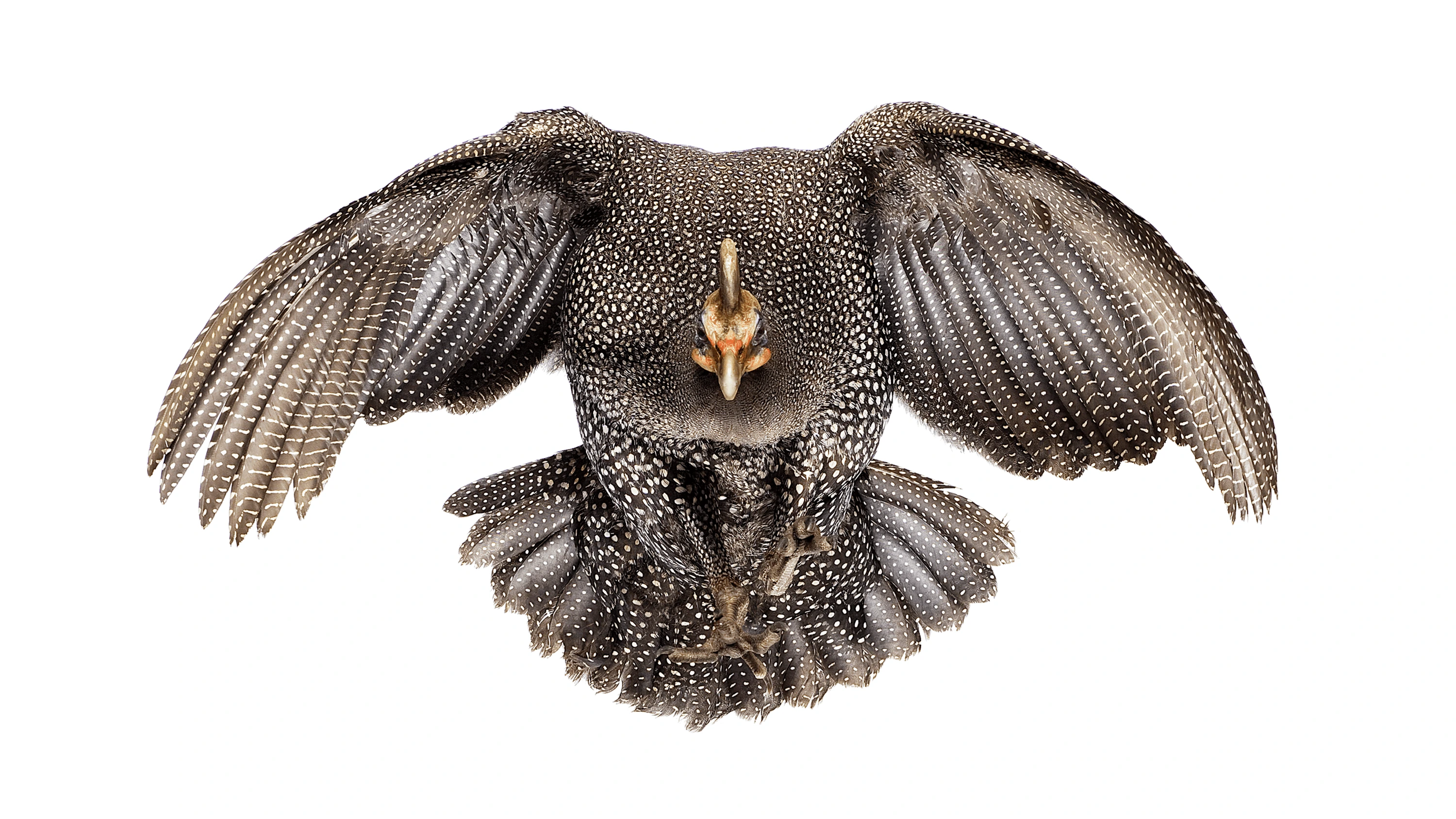 Andrew Zuckerman - Bird - 40