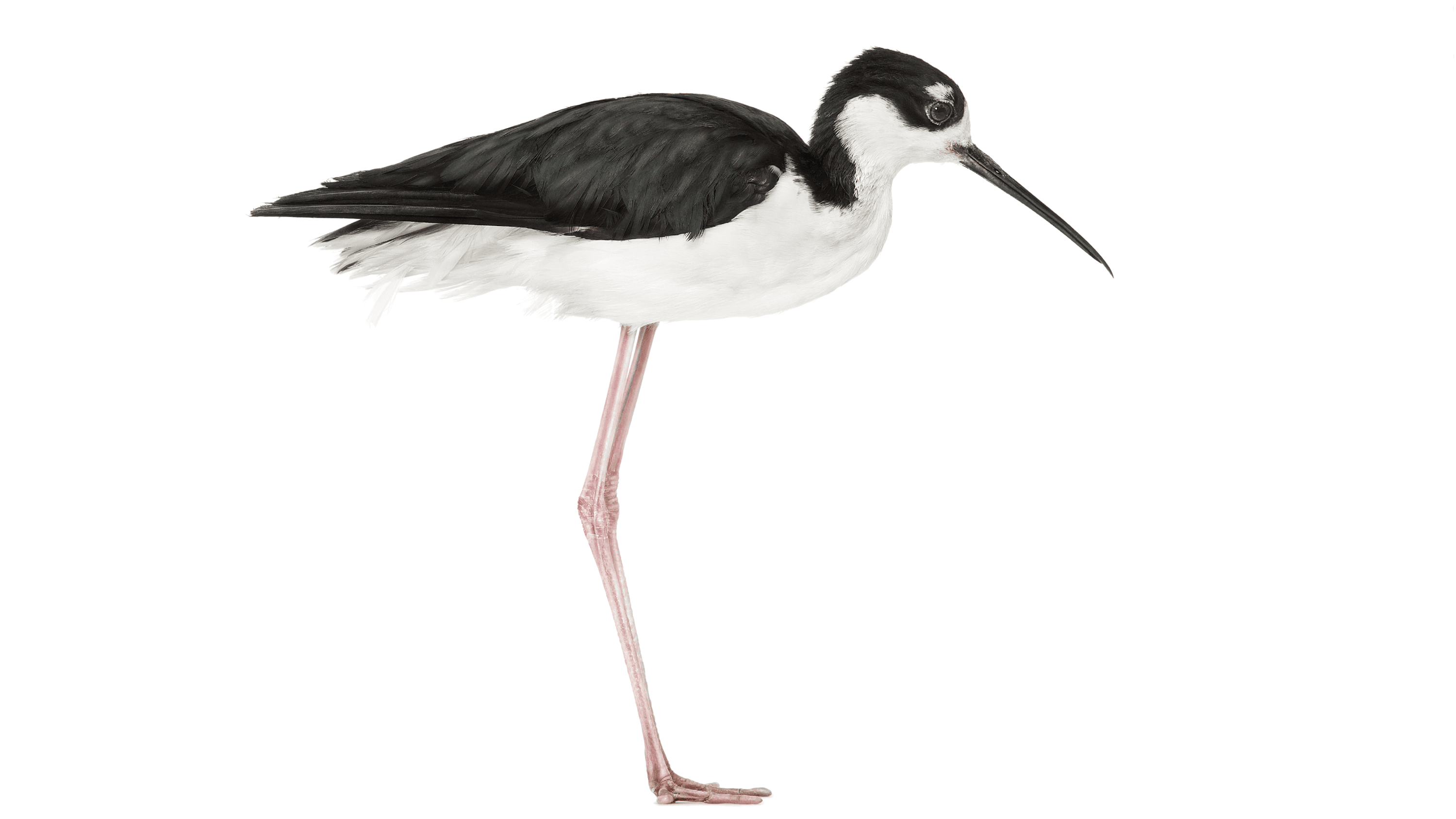 Andrew Zuckerman - Bird - 48
