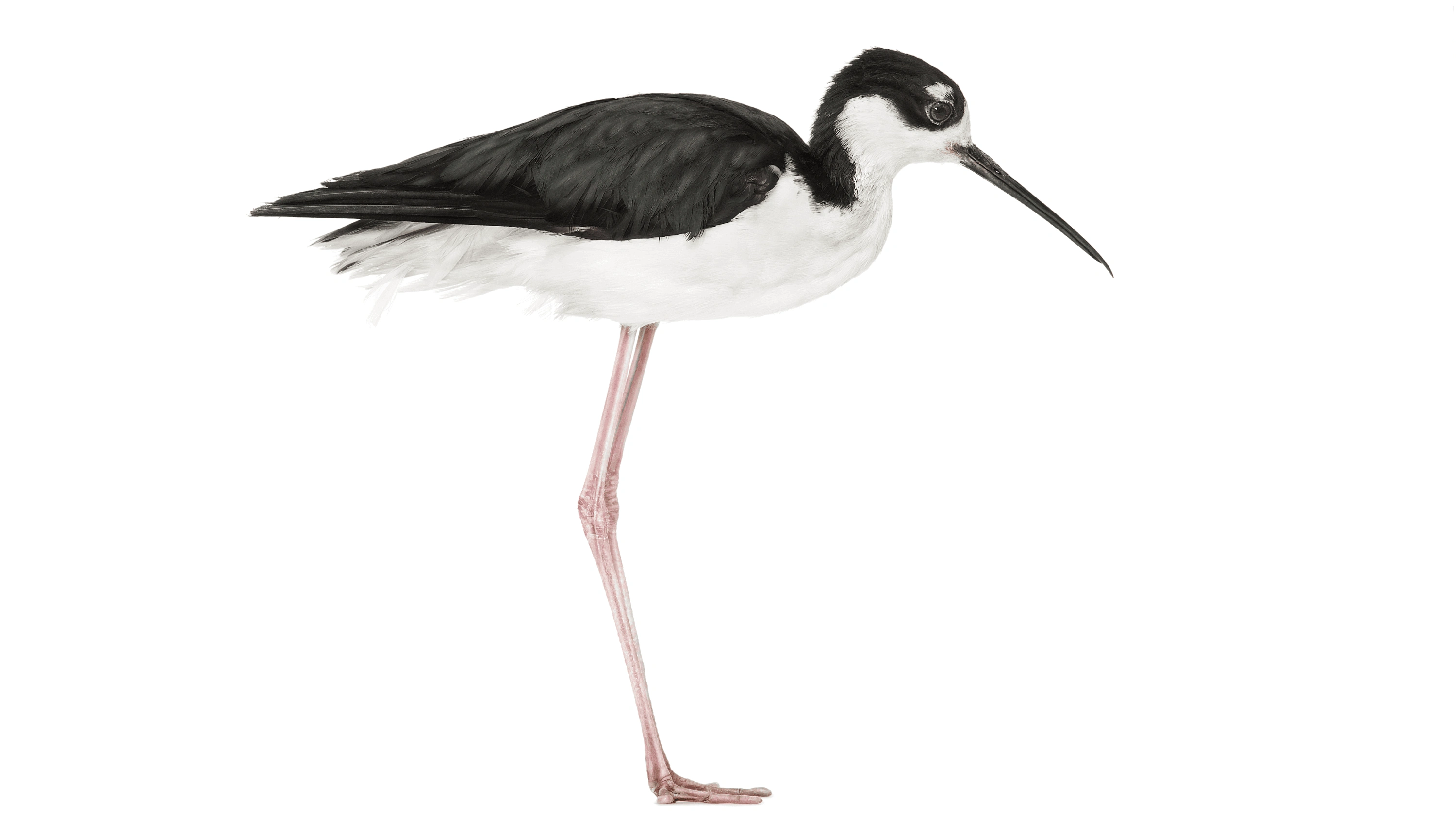 Andrew Zuckerman - Bird - 48