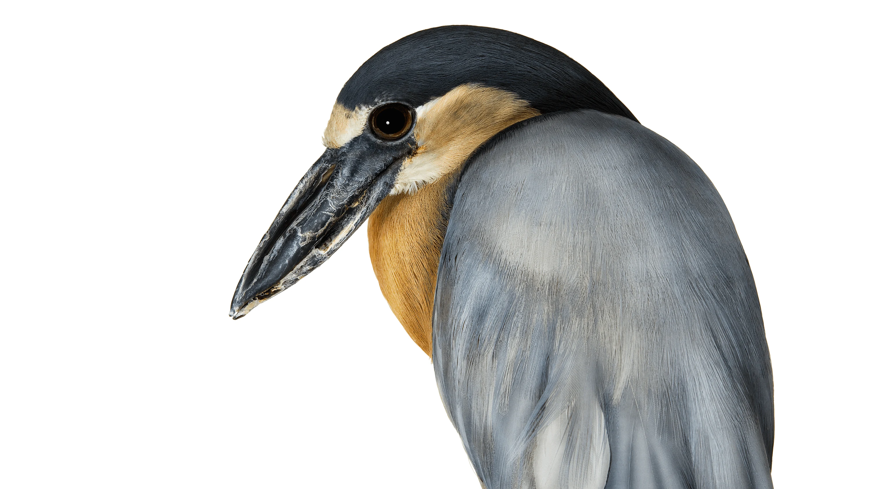 Andrew Zuckerman - Bird - 11