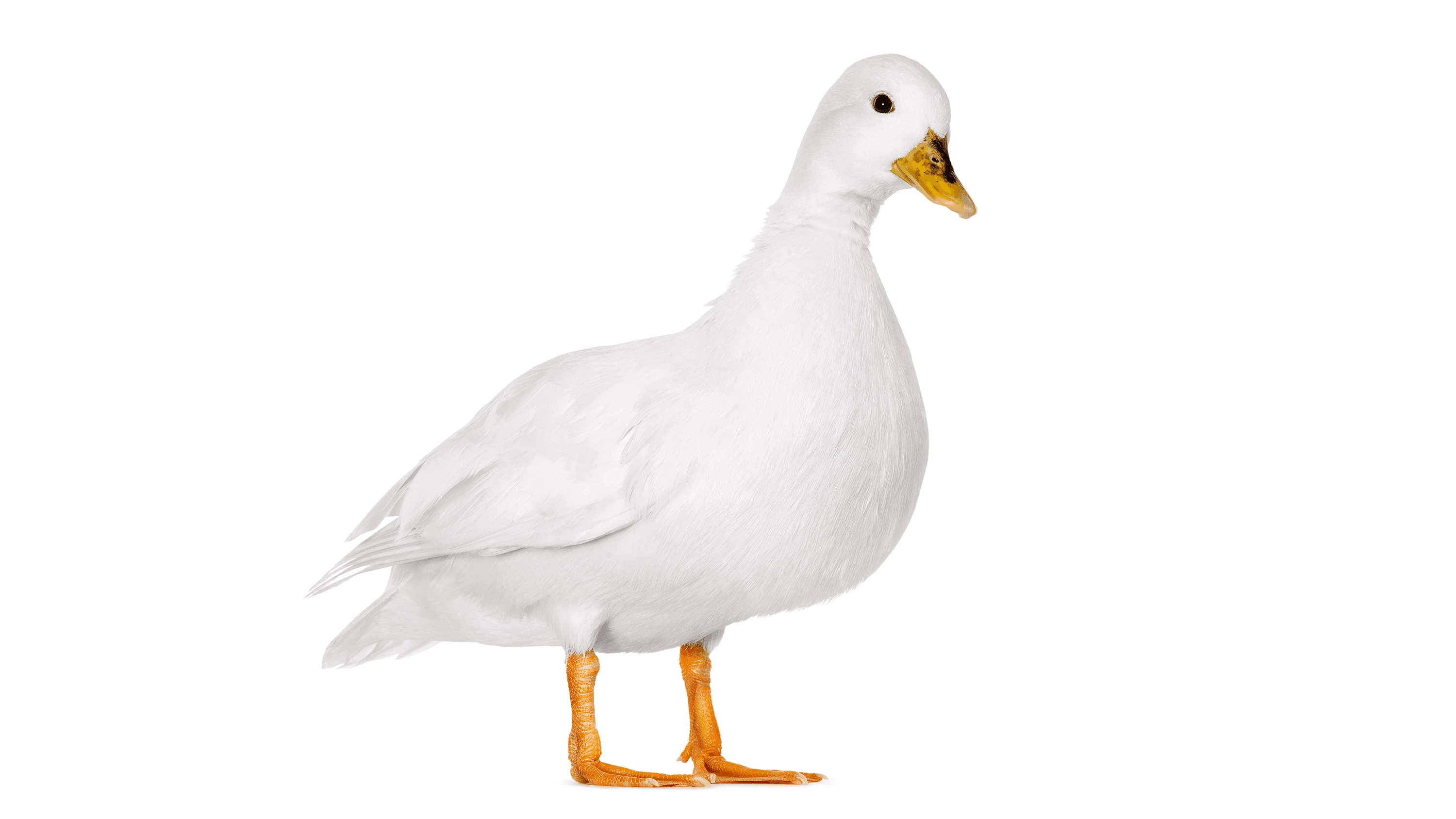 Andrew Zuckerman - Bird - 44