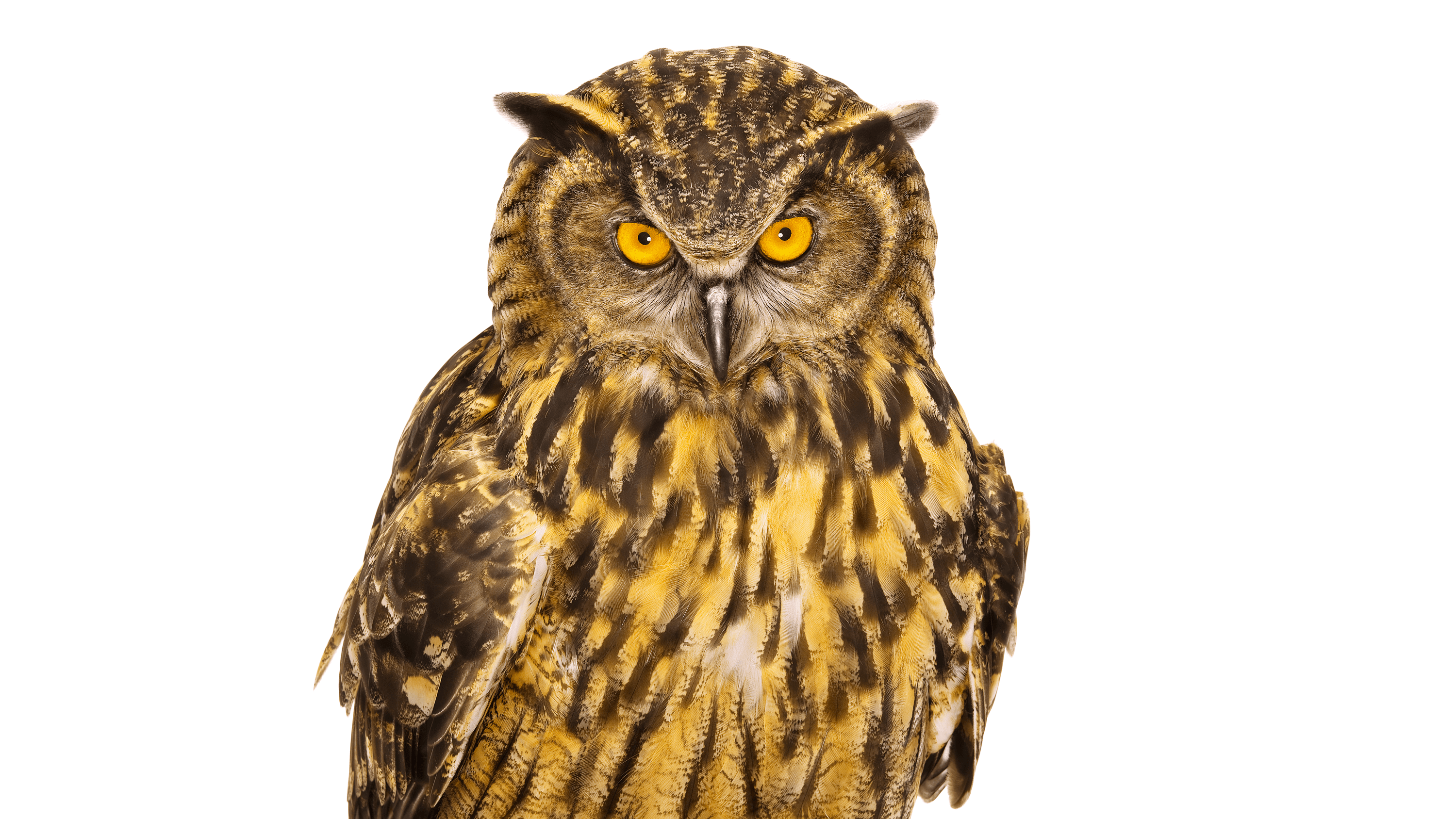 Andrew Zuckerman - Bird - 32
