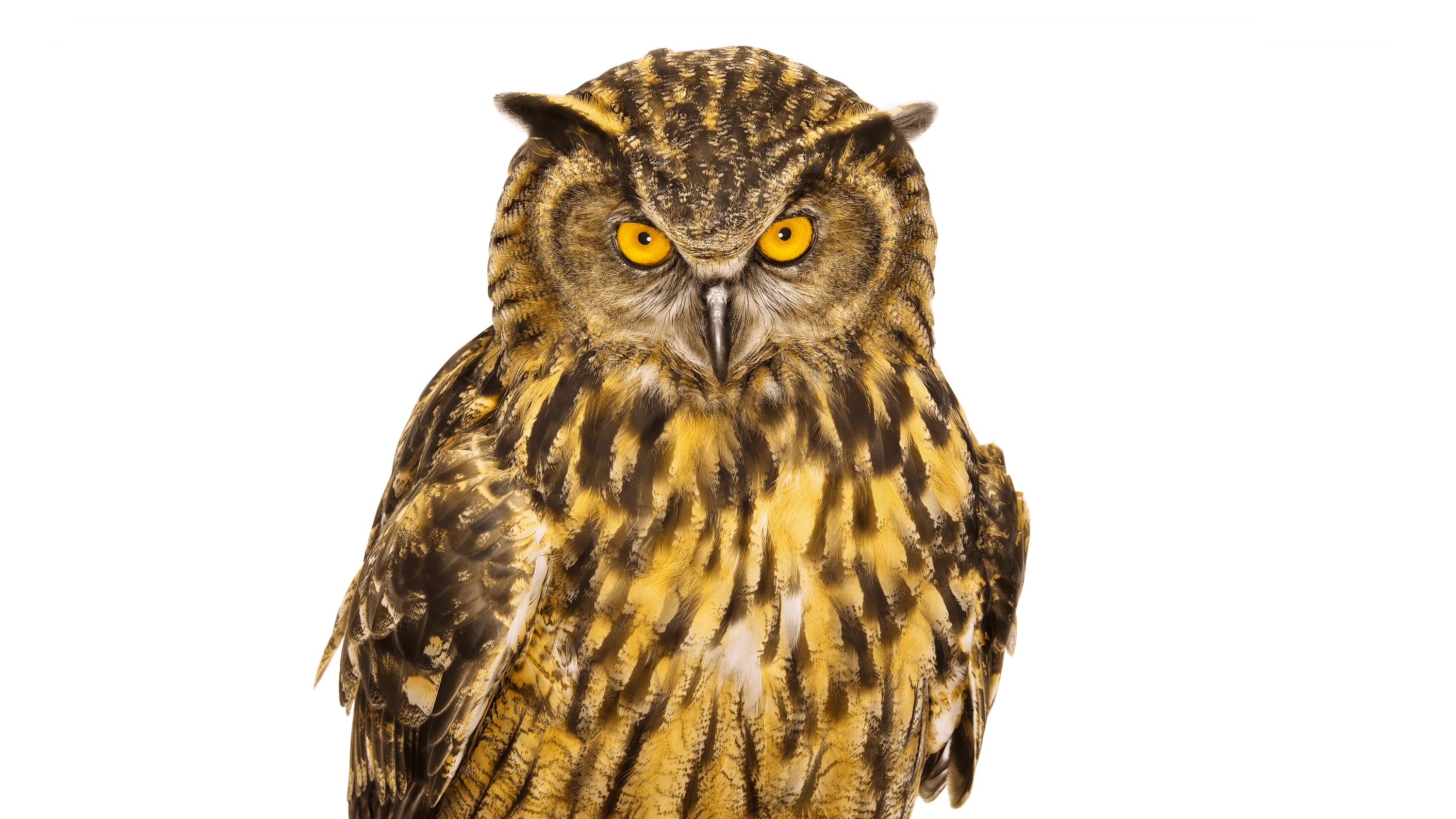 Andrew Zuckerman - Bird - 32