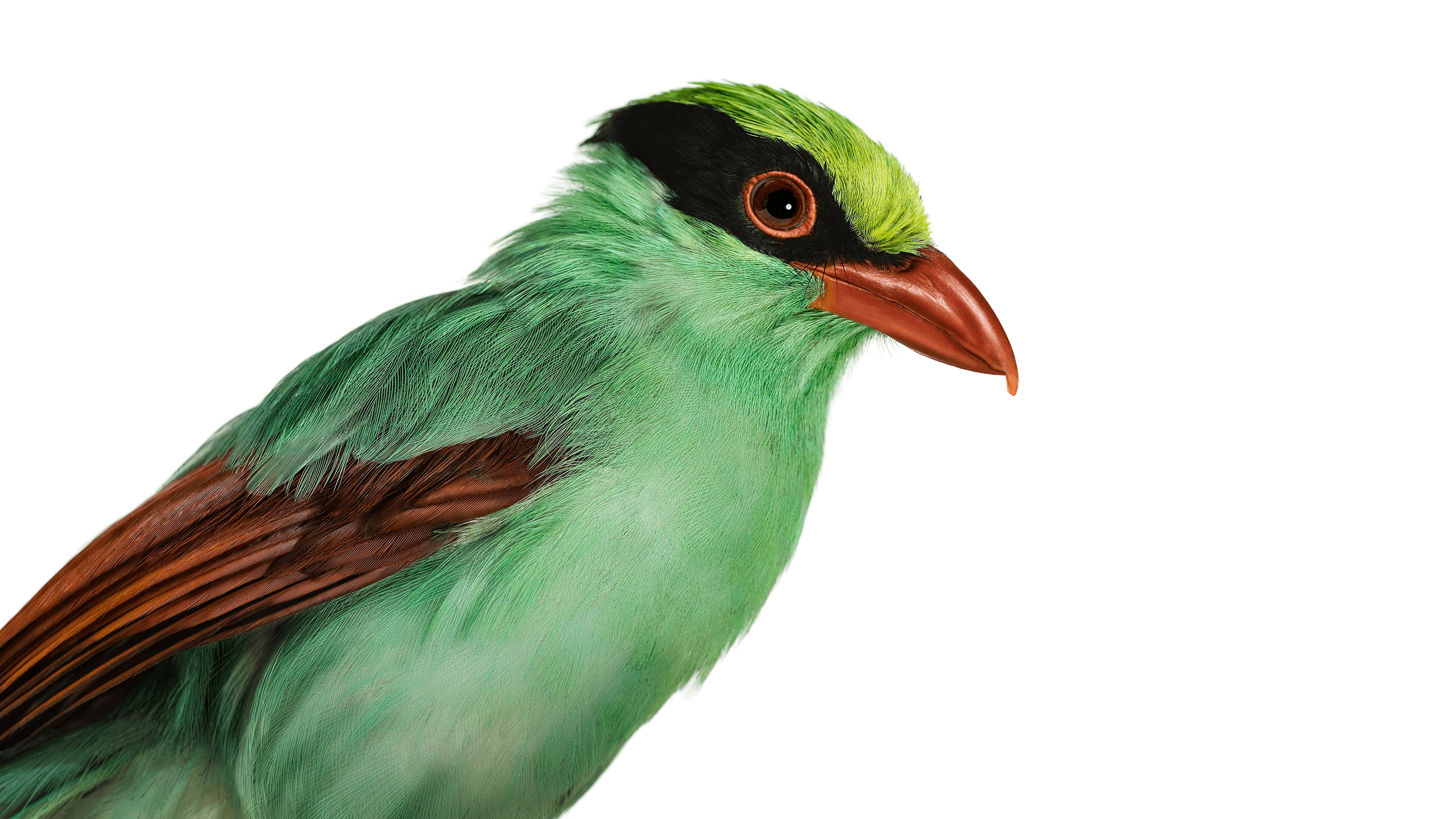 Andrew Zuckerman - Bird - 37