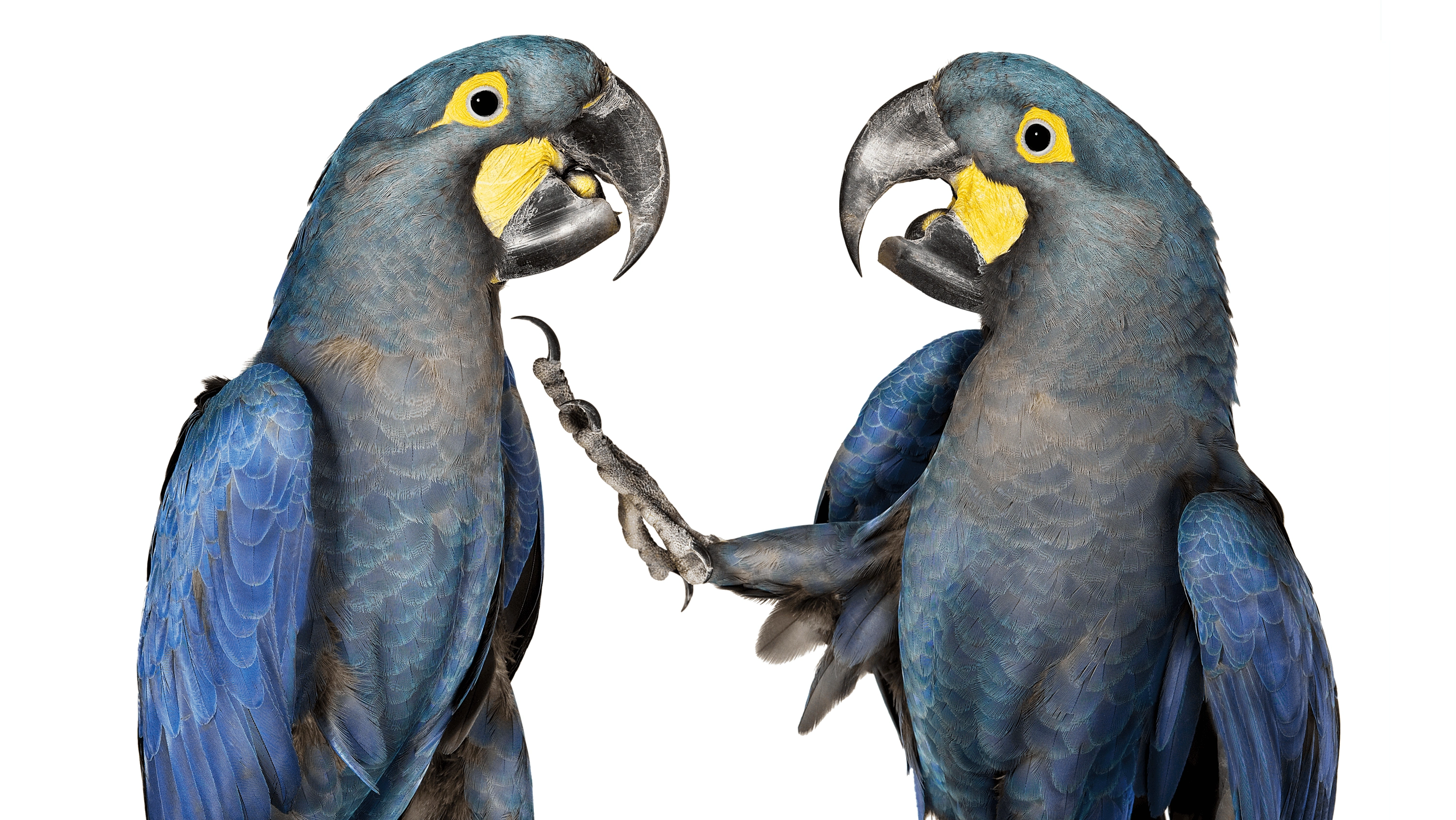 Andrew Zuckerman - Bird - 38