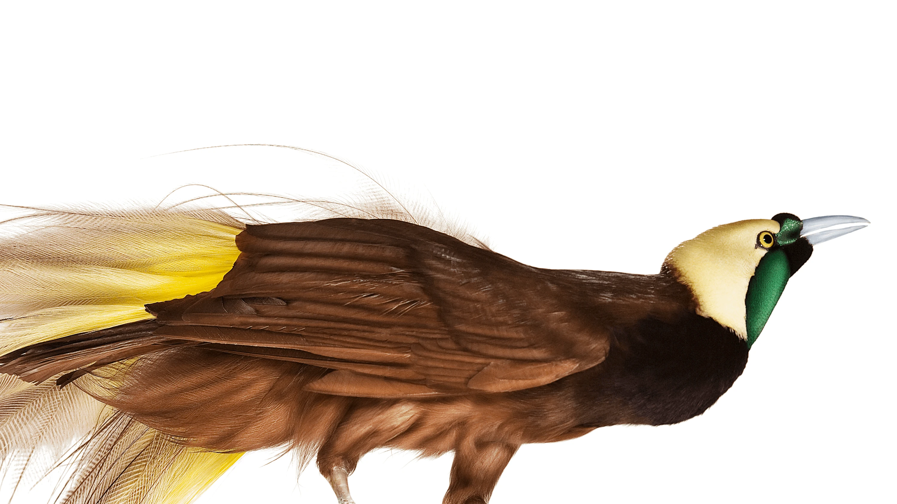 Andrew Zuckerman - Bird - 43