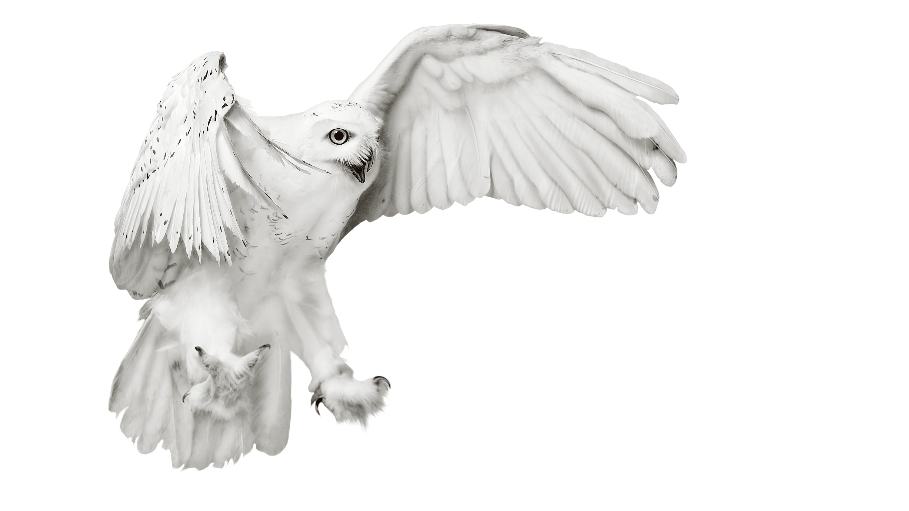 Andrew Zuckerman - Bird - 16