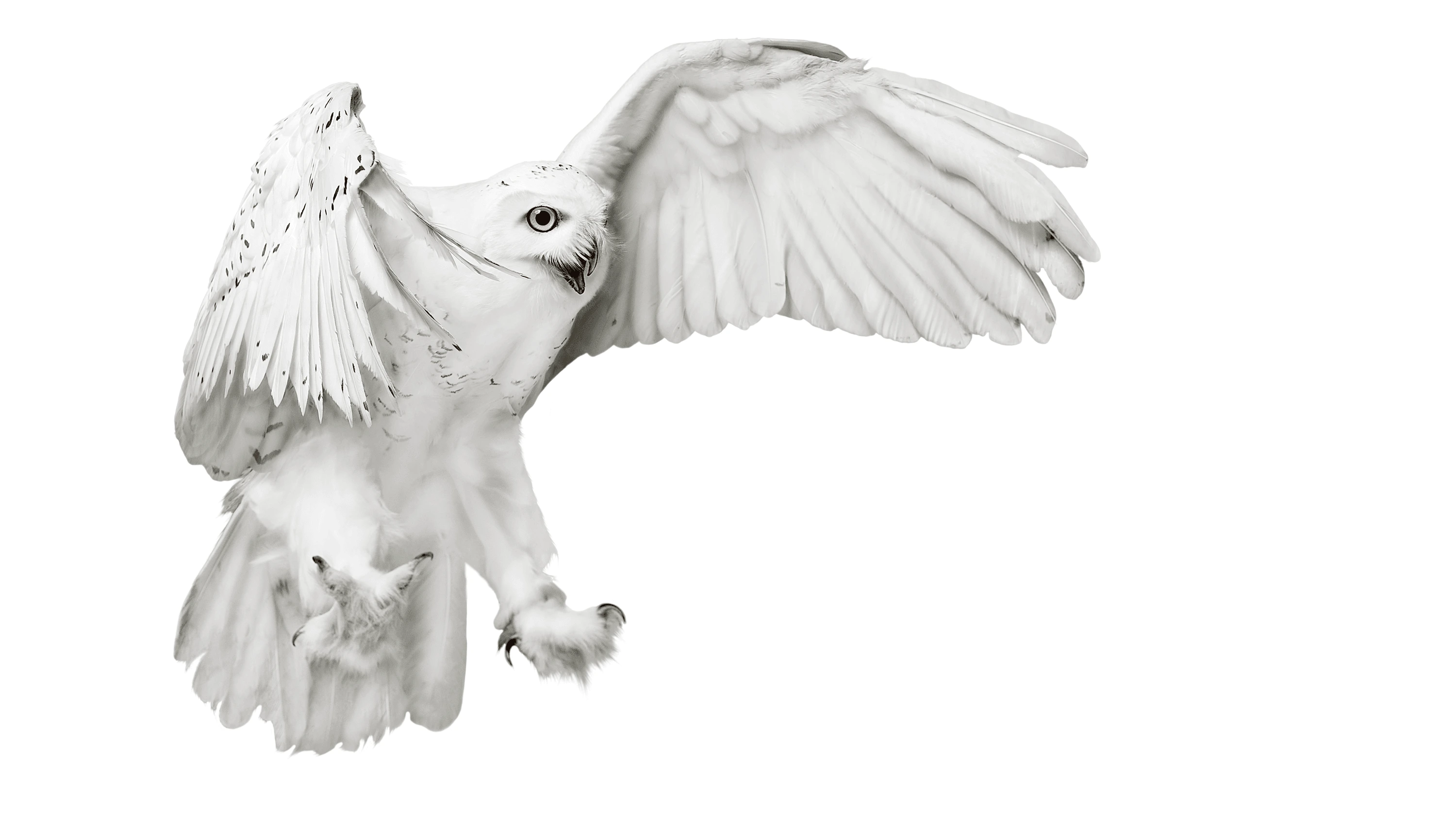 Andrew Zuckerman - Bird - 16