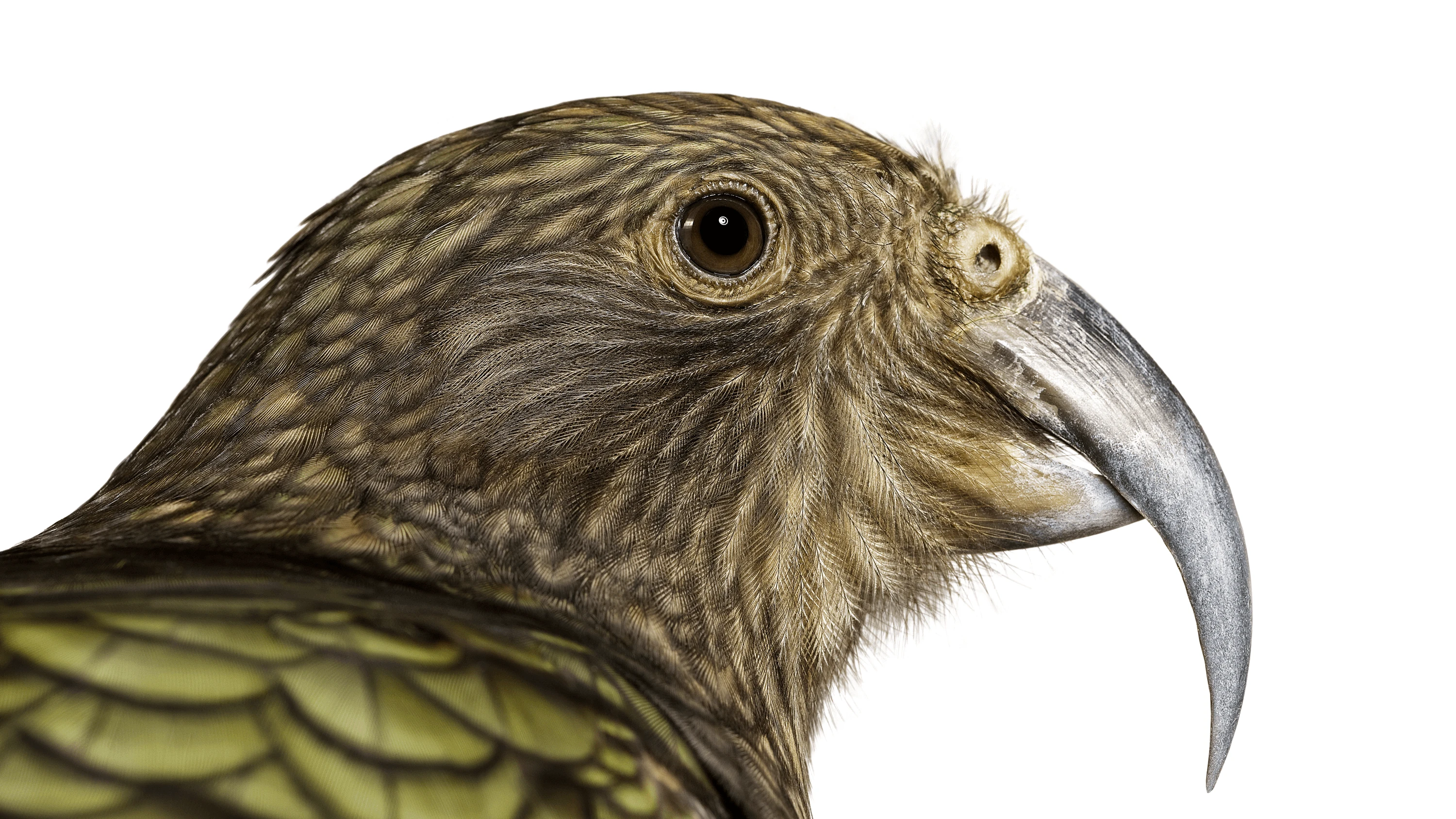 Andrew Zuckerman - Bird - 39