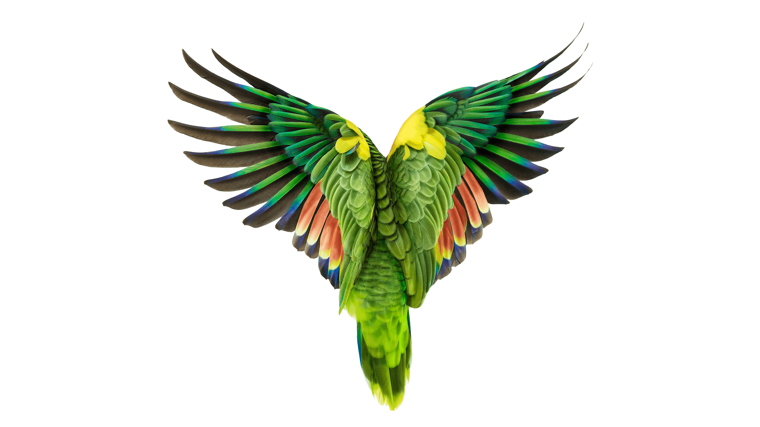 Andrew Zuckerman - Bird - 42