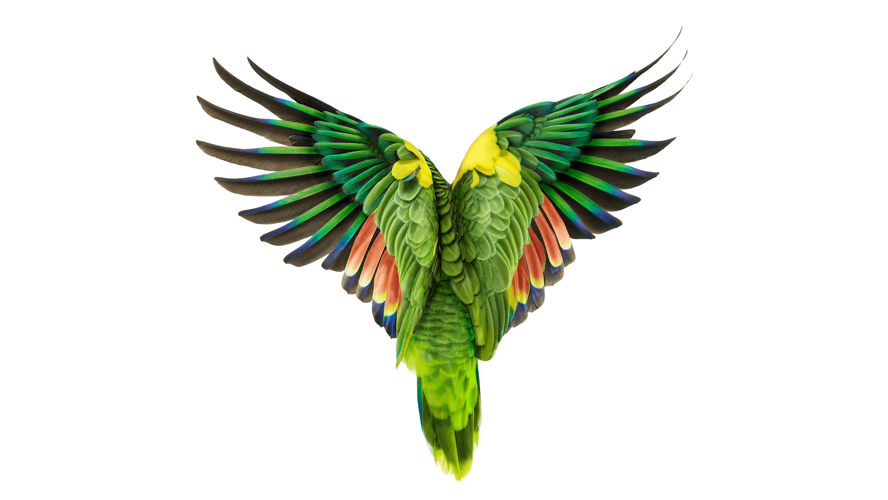 Andrew Zuckerman - Bird - 42