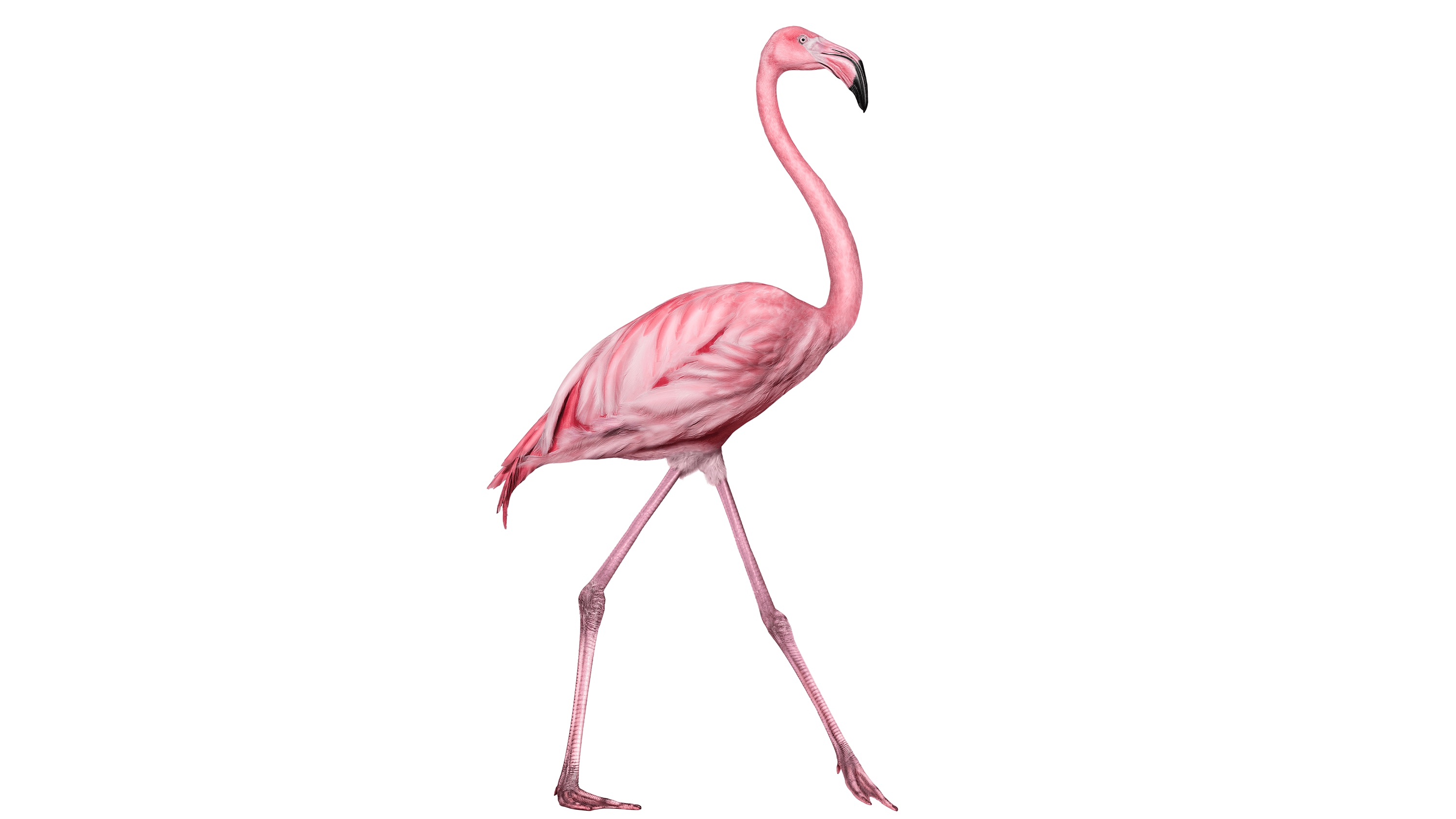 Andrew Zuckerman - Bird - 65