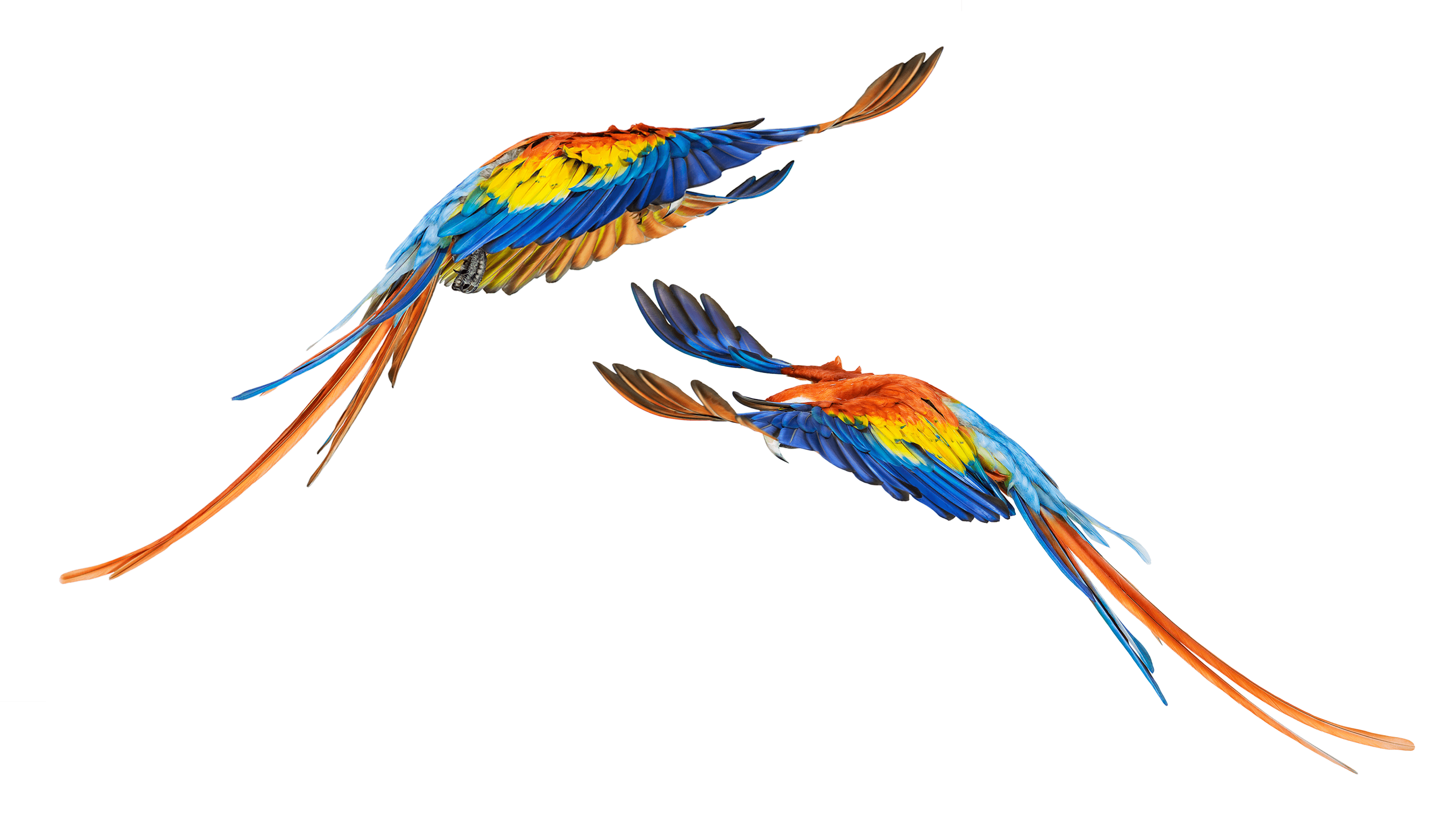 Andrew Zuckerman - Bird - 47