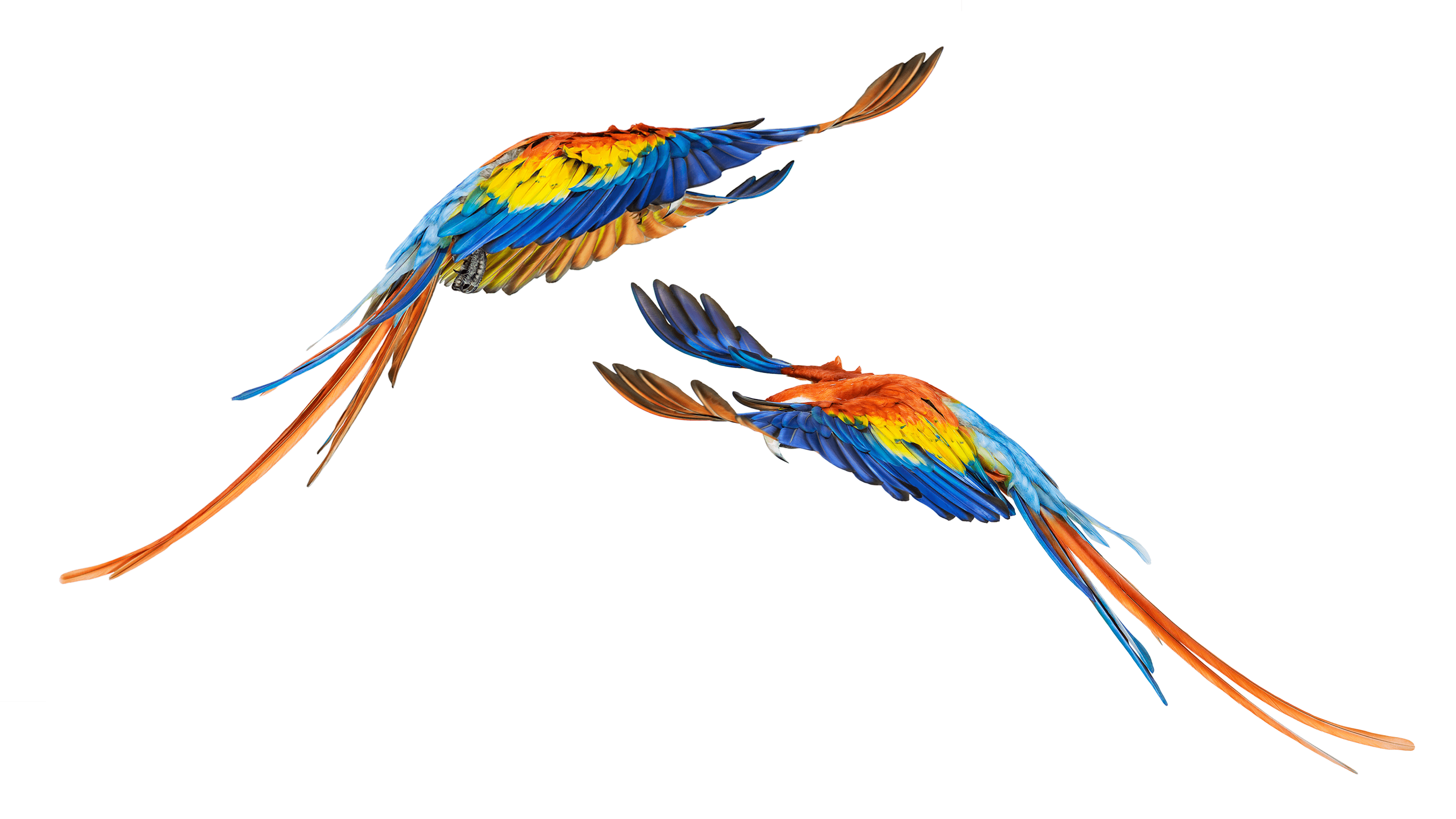 Andrew Zuckerman - Bird - 47