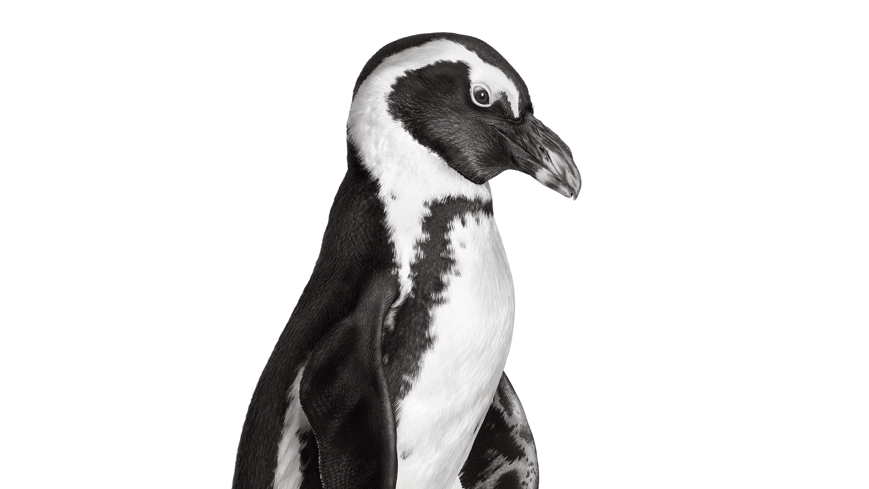 Andrew Zuckerman - Bird - 34