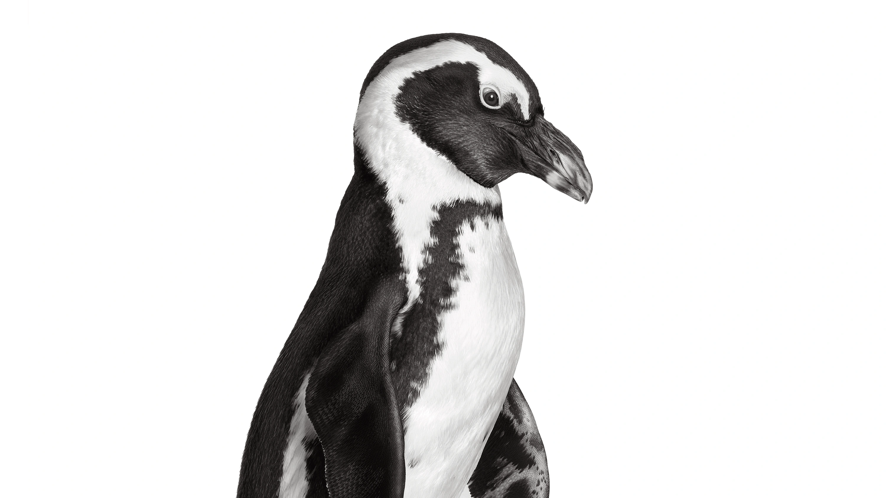 Andrew Zuckerman - Bird - 34