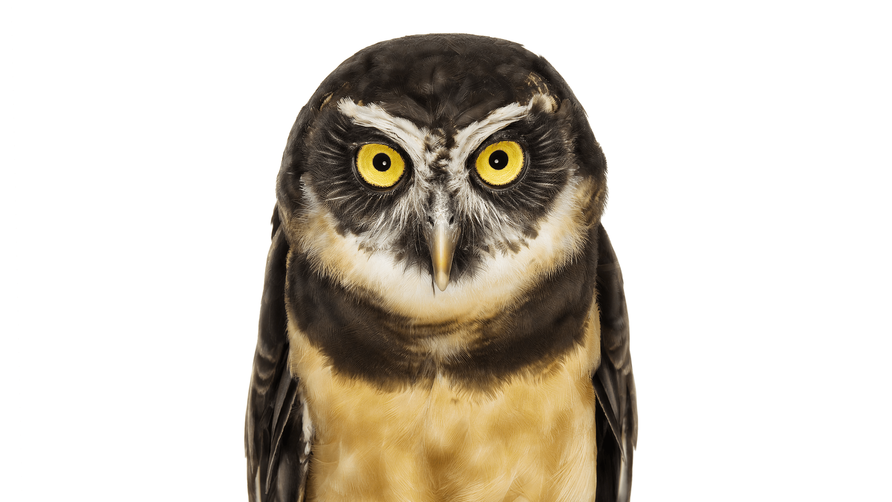 Andrew Zuckerman - Bird - 13