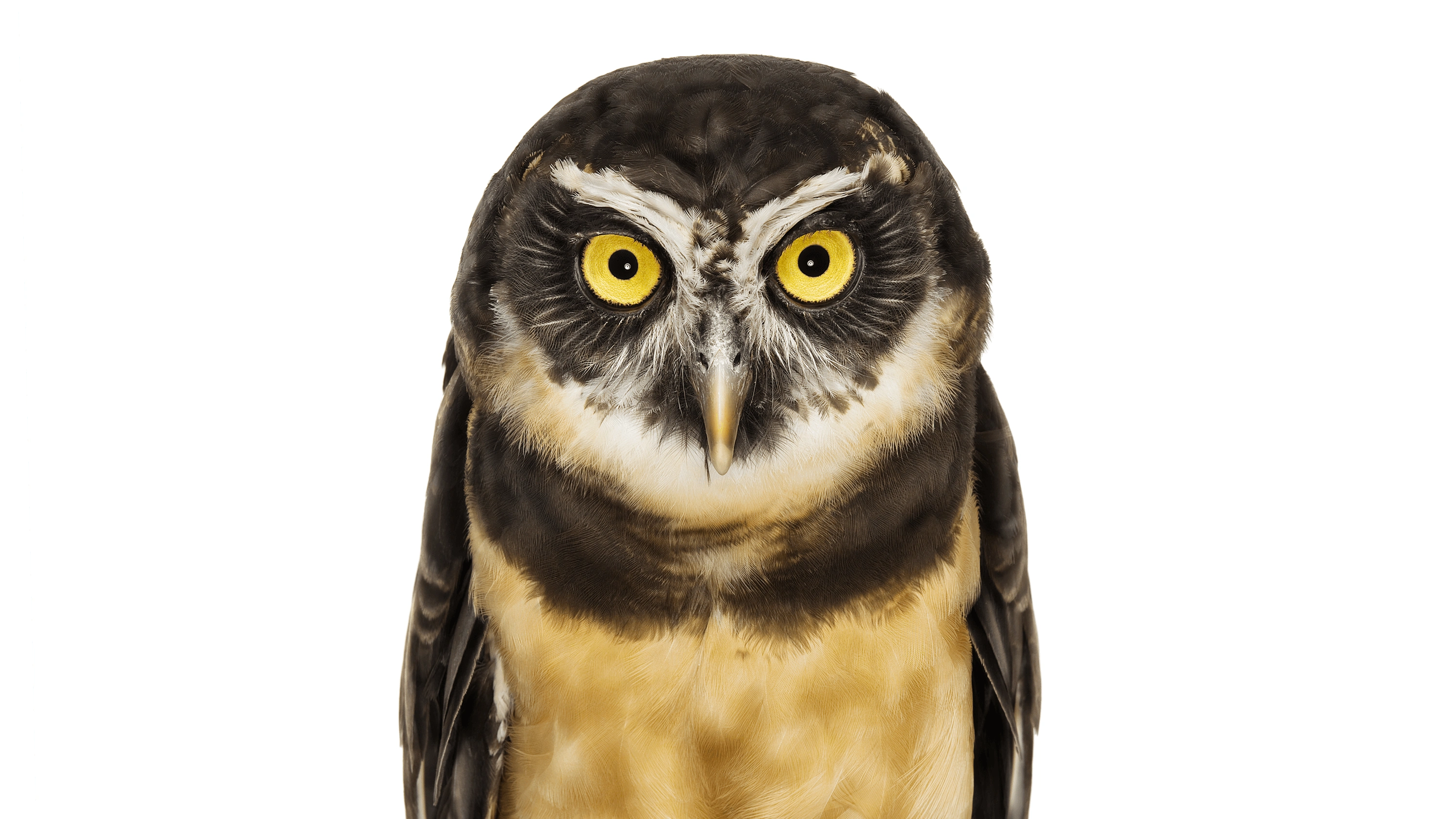 Andrew Zuckerman - Bird - 13