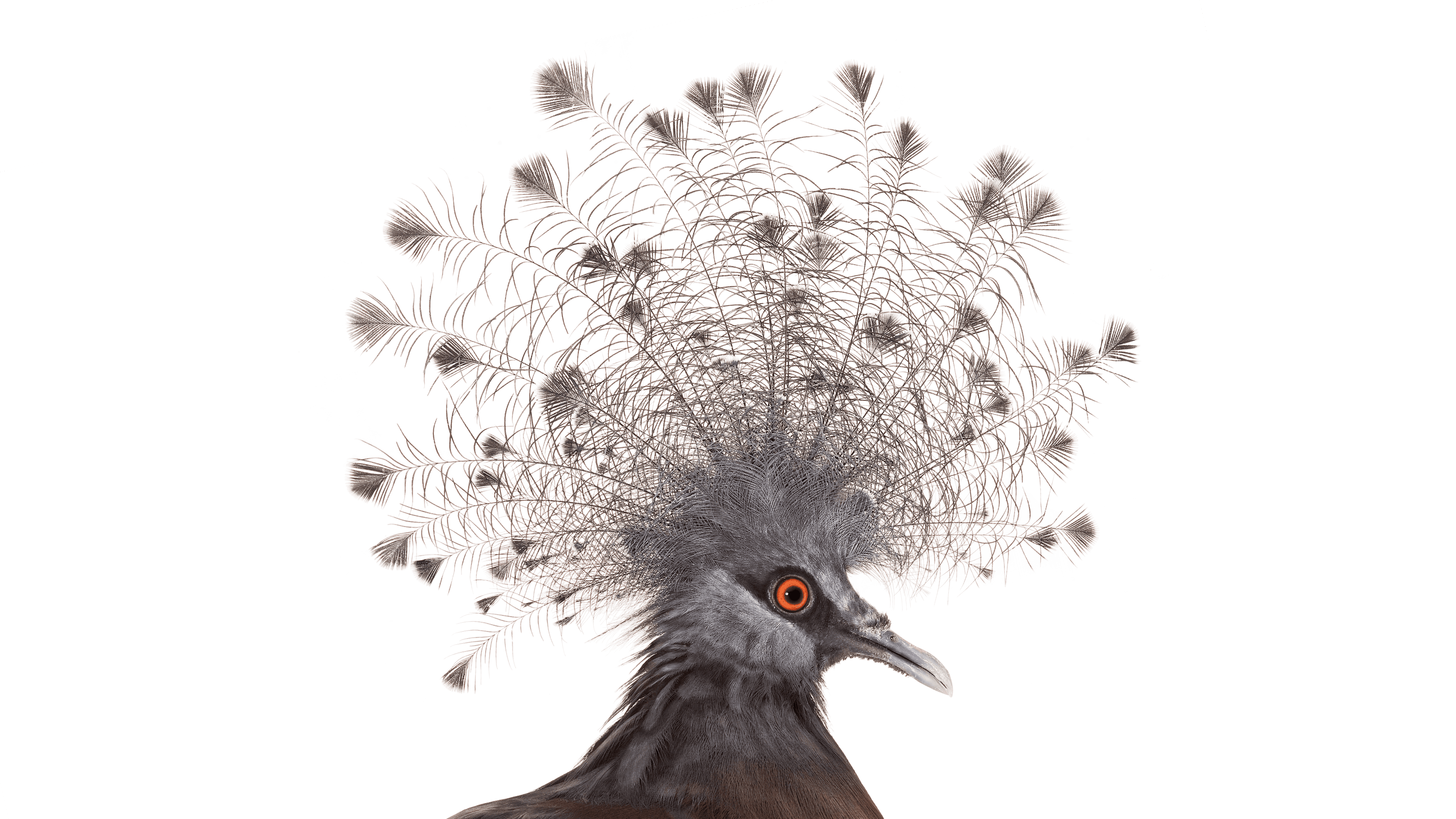 Andrew Zuckerman - Bird - 27