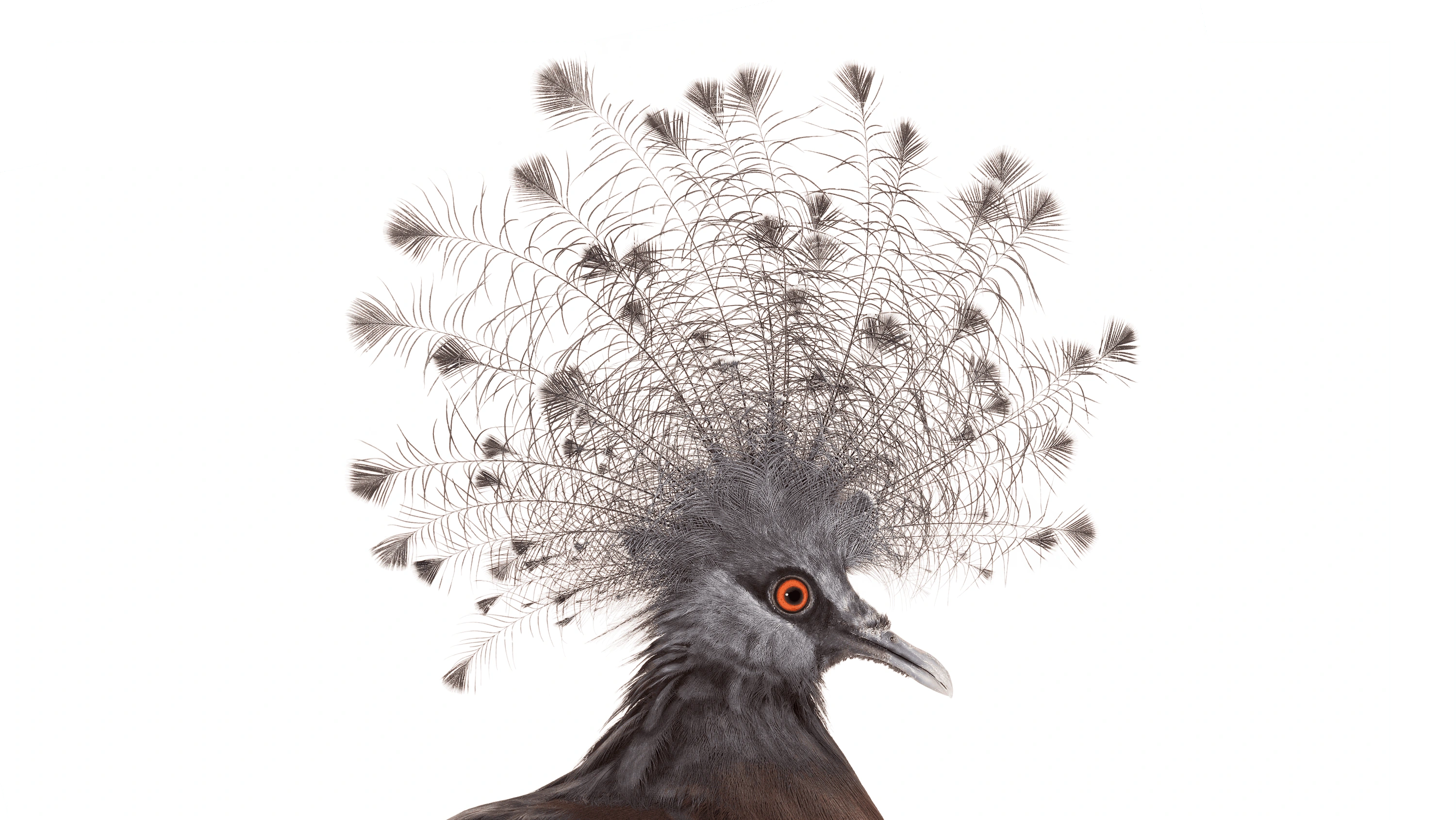 Andrew Zuckerman - Bird - 27