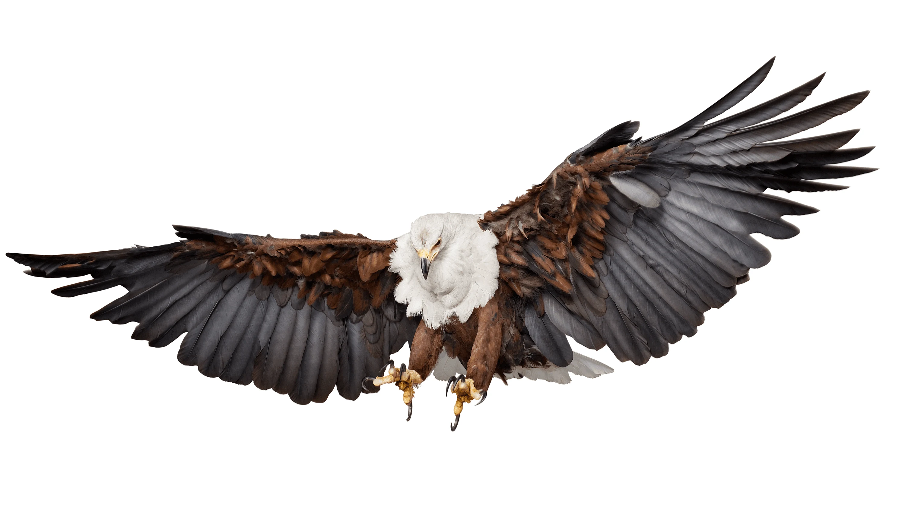 Andrew Zuckerman - Bird - 33