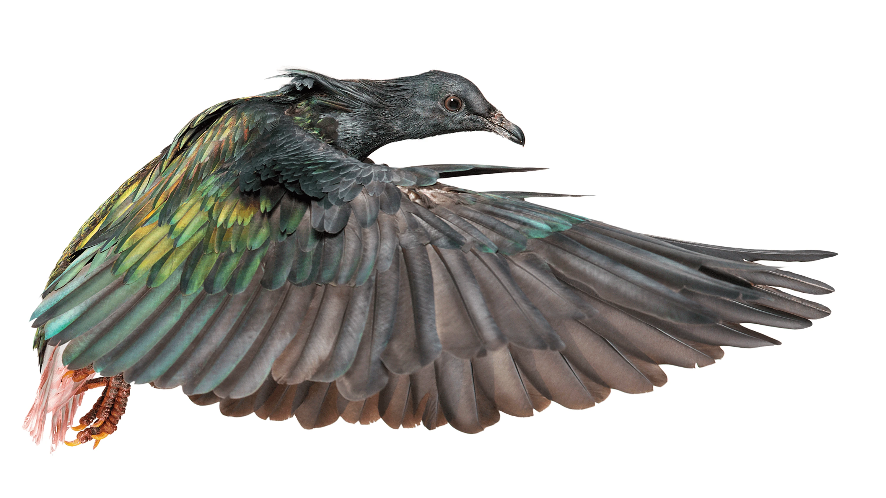 Andrew Zuckerman - Bird - 20