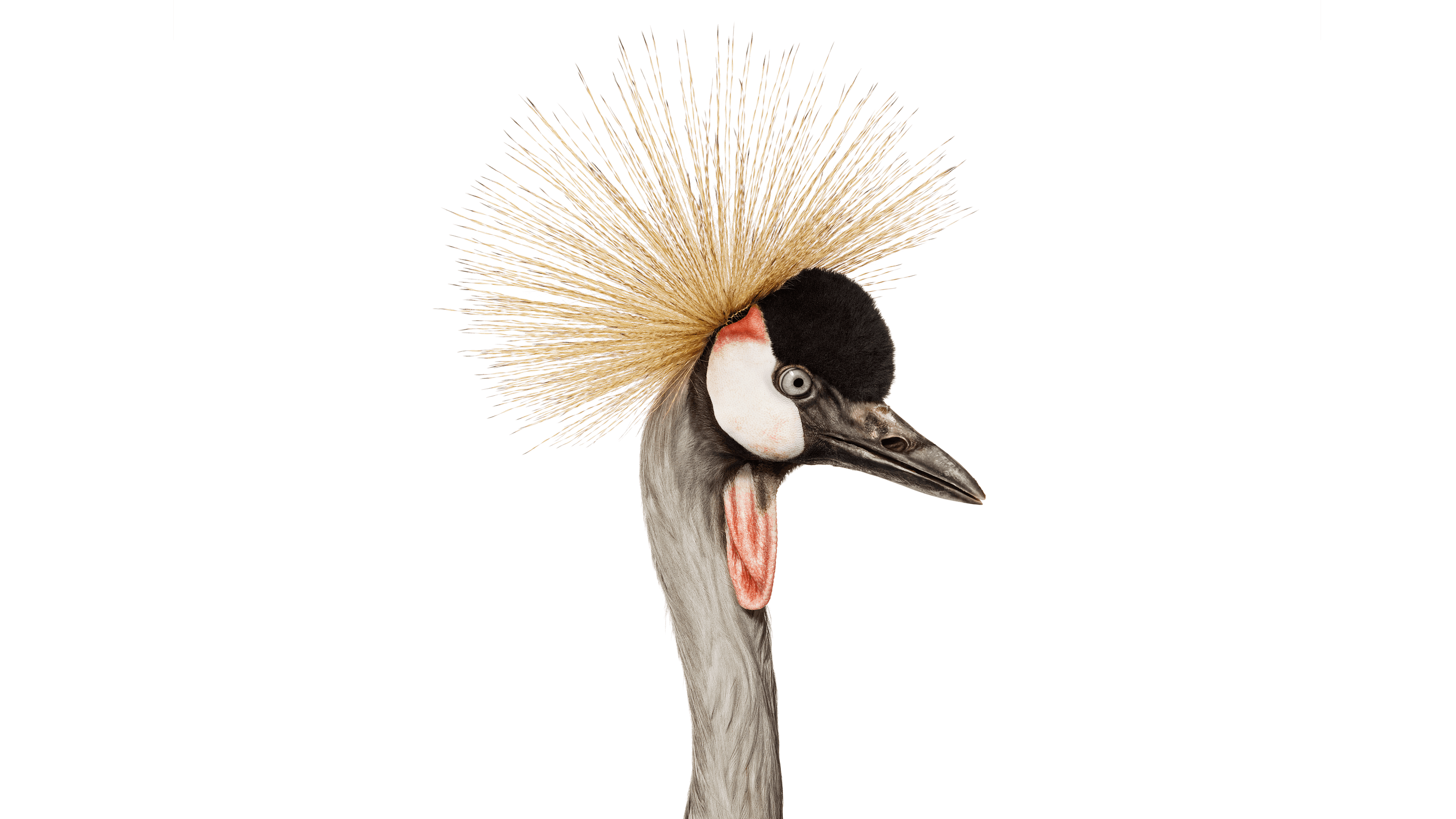 Andrew Zuckerman - Bird - 35