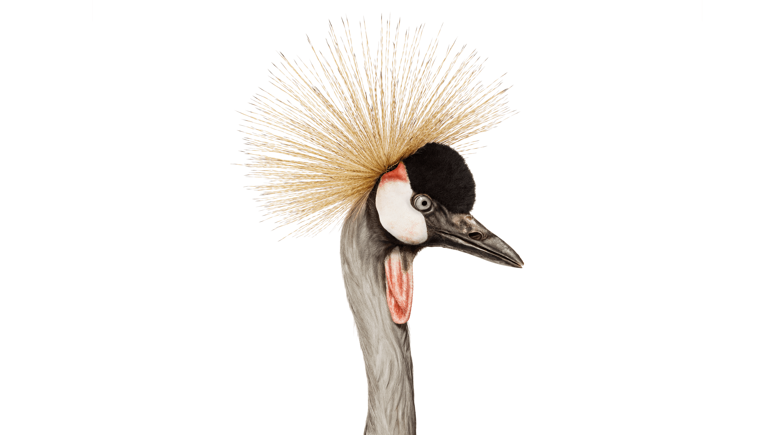 Andrew Zuckerman - Bird - 35