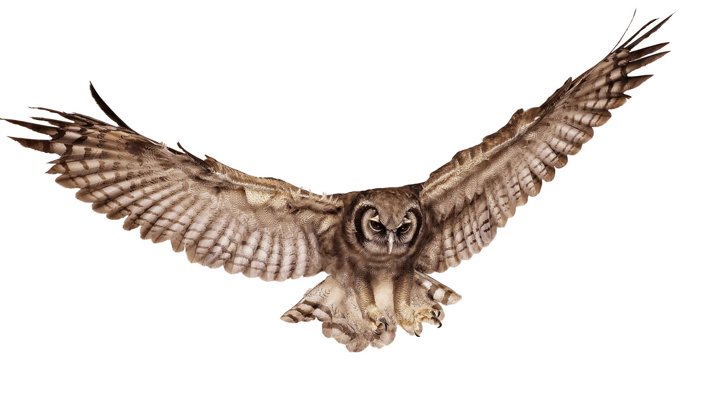 Andrew Zuckerman - Bird - 28